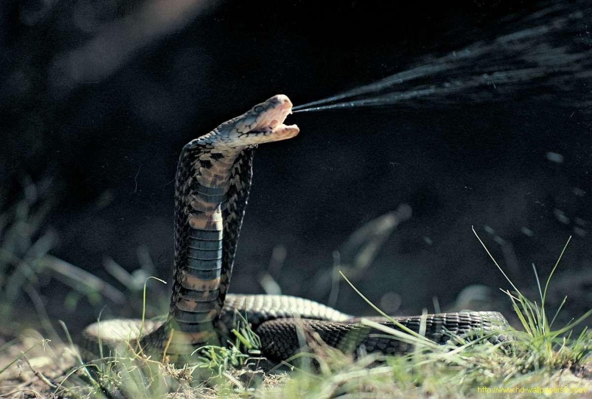 Dangerous Cobra Snake Wallpaper HD Desktop Wallpaper, Instagram