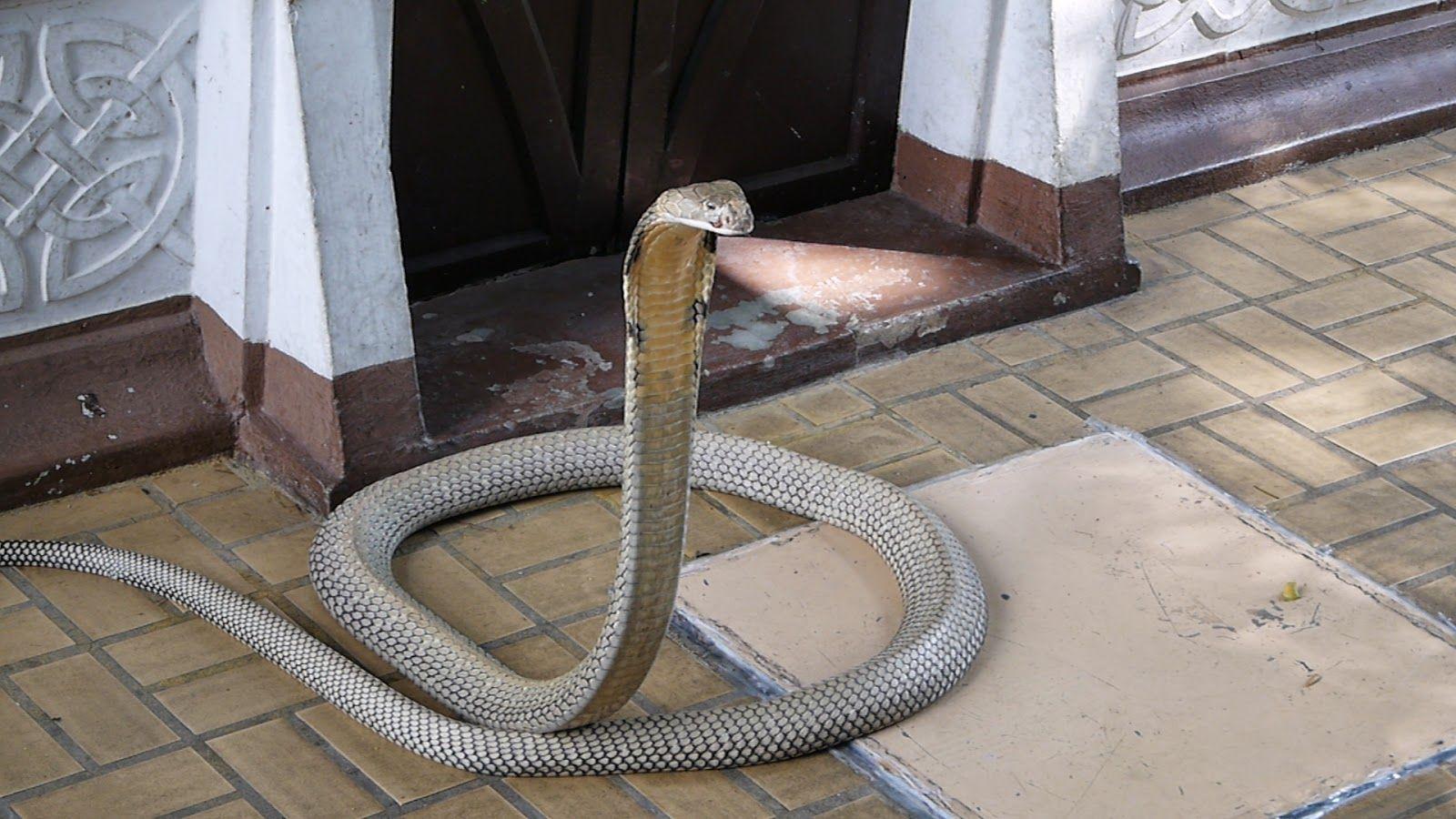 King Cobra Snake Latest Photo 2014. Beautiful And Dangerous