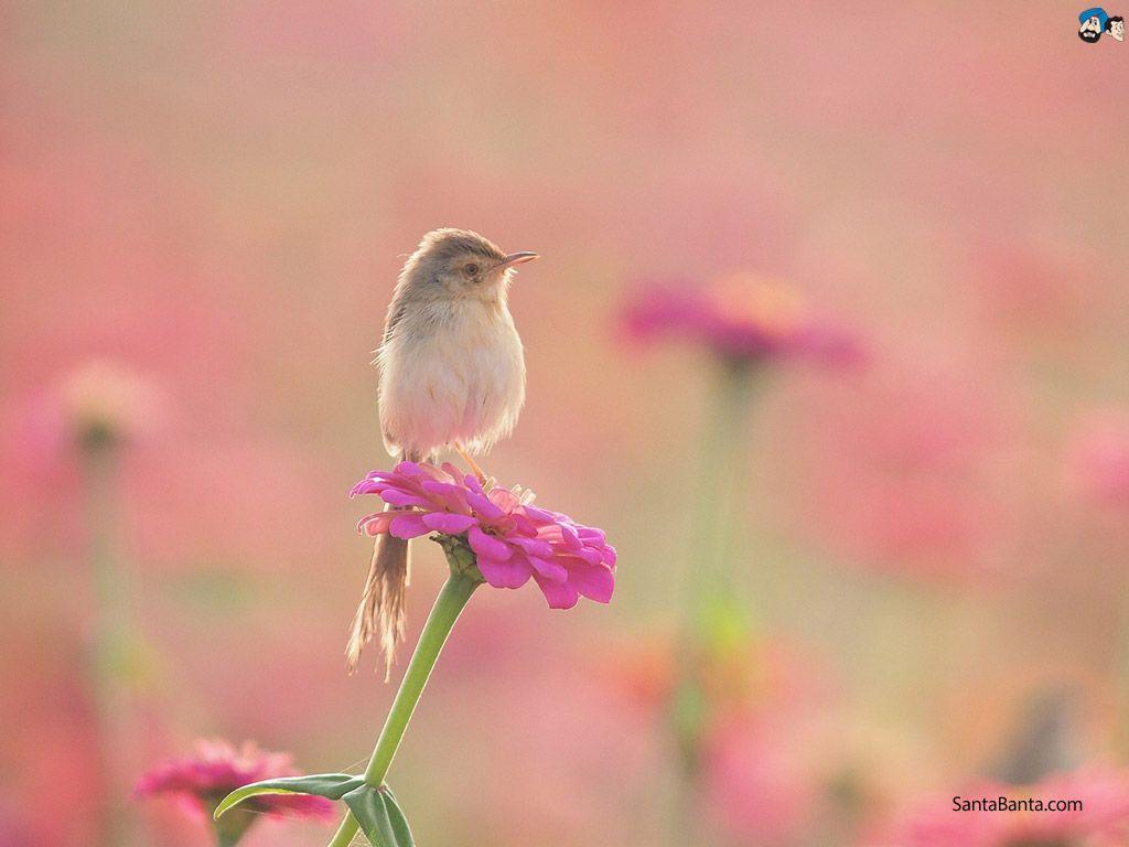 Full HD Wide Nature Wallpaper & Image I Beautiful Nature Photo