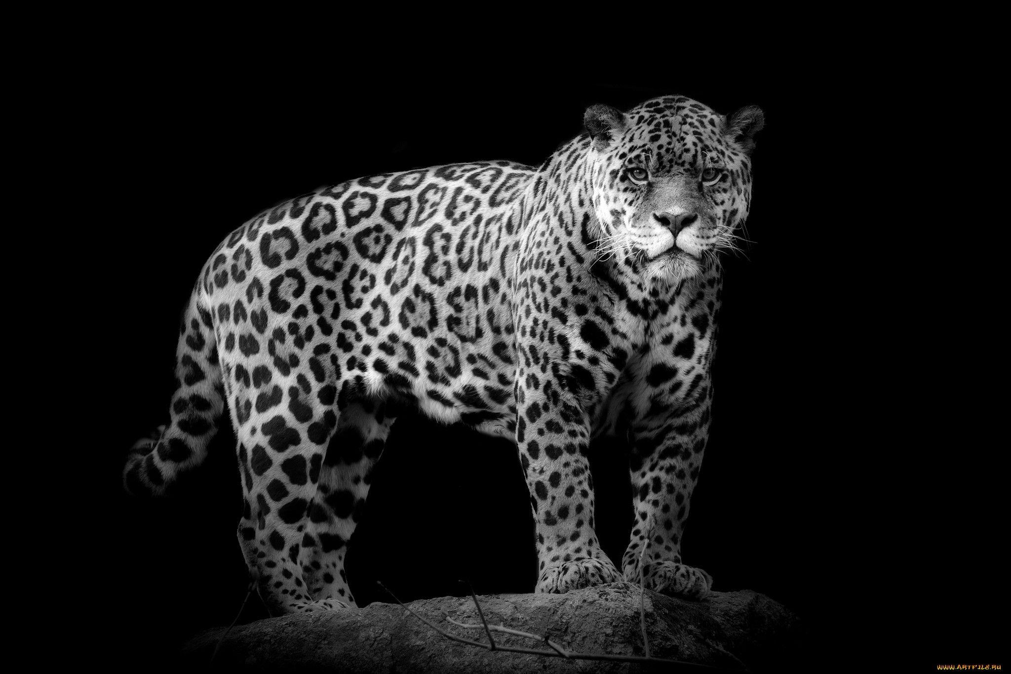 Jaguar HD Wallpaper and Background Image