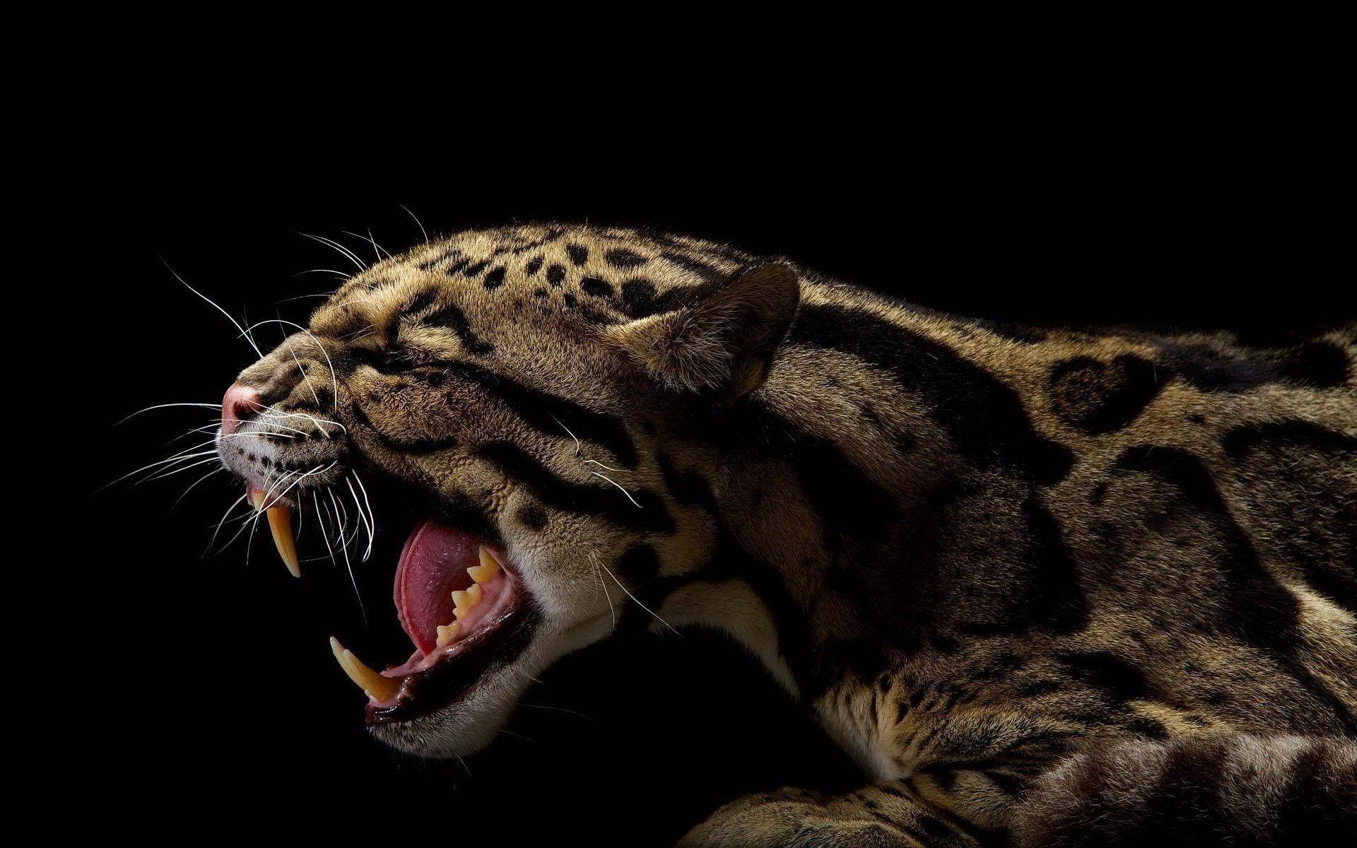 animals, Black, Jaguars Wallpaper HD / Desktop and Mobile Background