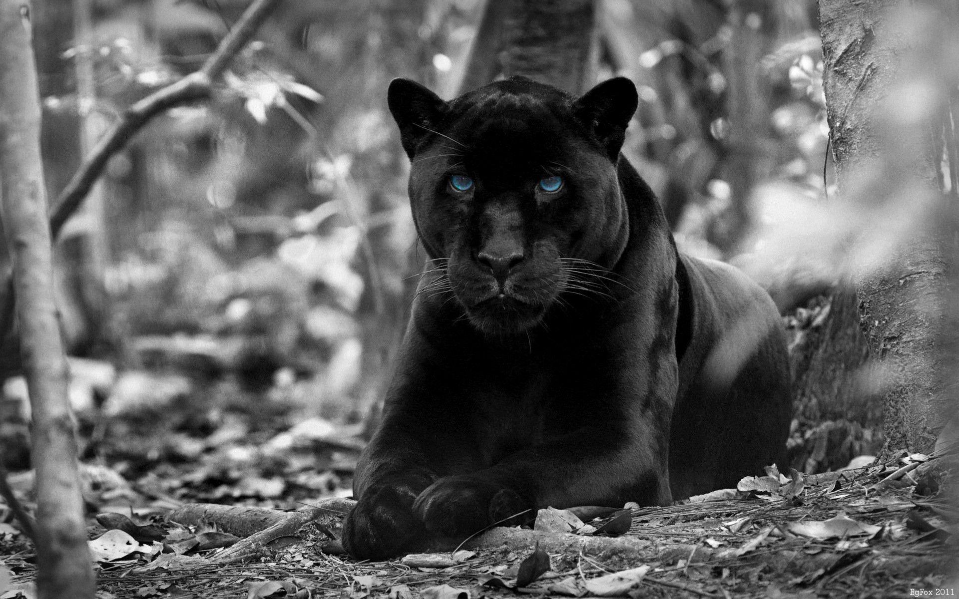 Black Jaguar Stock Photo  Download Image Now  Black Leopard Jaguar   Cat Leopard  iStock