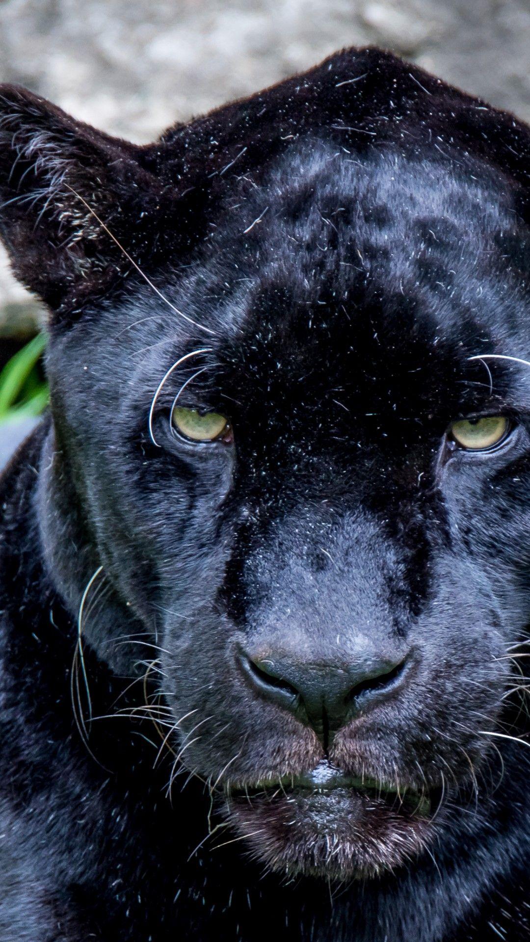 Download 1080x1920 Black Jaguar, Predator, Close Up Wallpaper