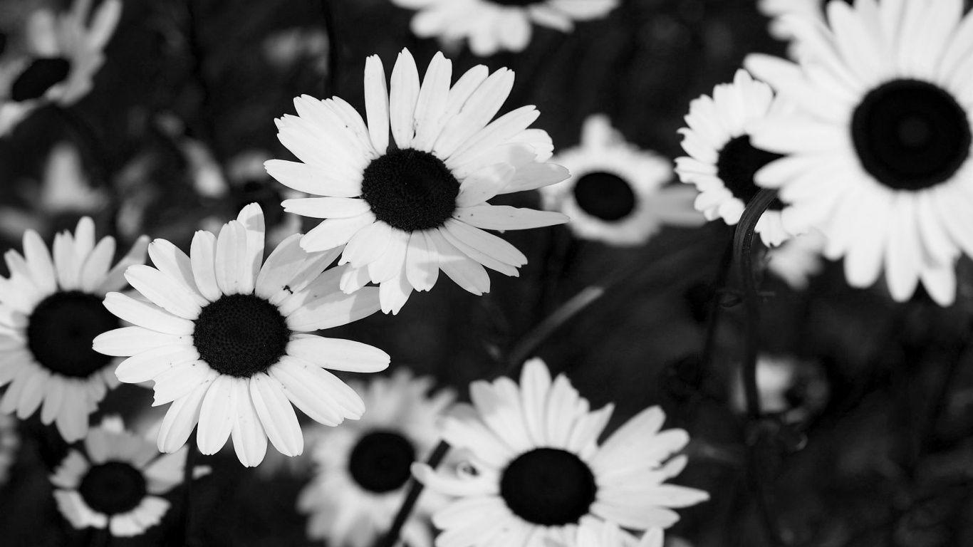 Black And White Flower Background Tumblr Image