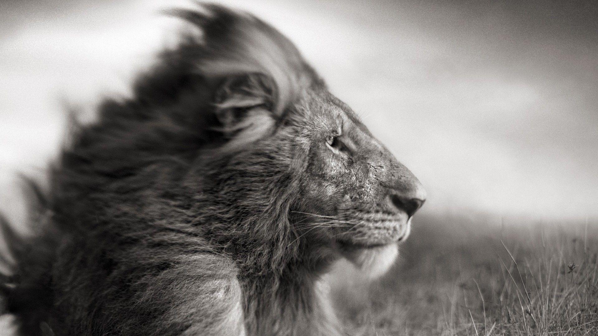 Lion Rasta Wallpaper × Rasta. HD