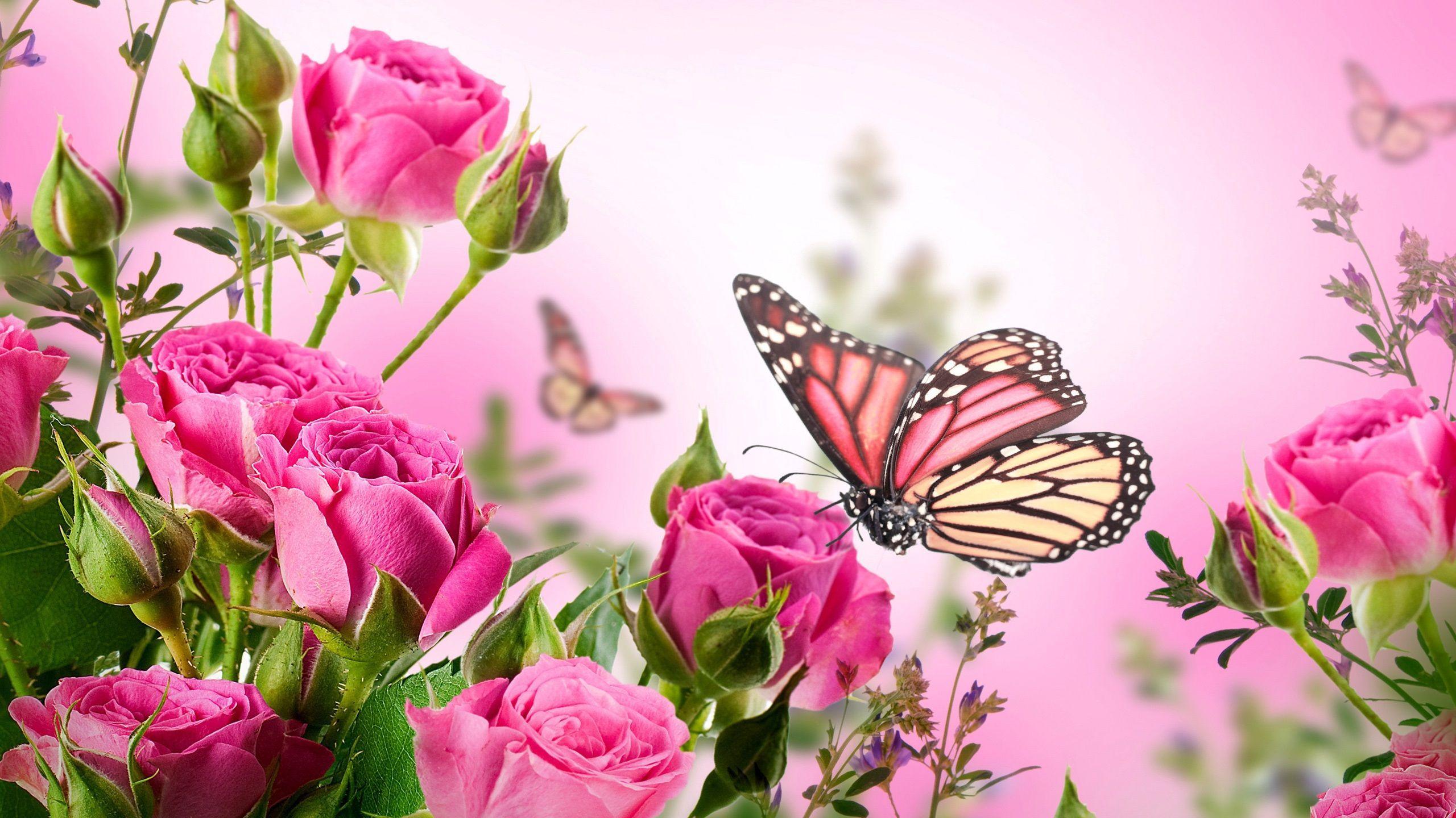 Free Pink Butterfly Background