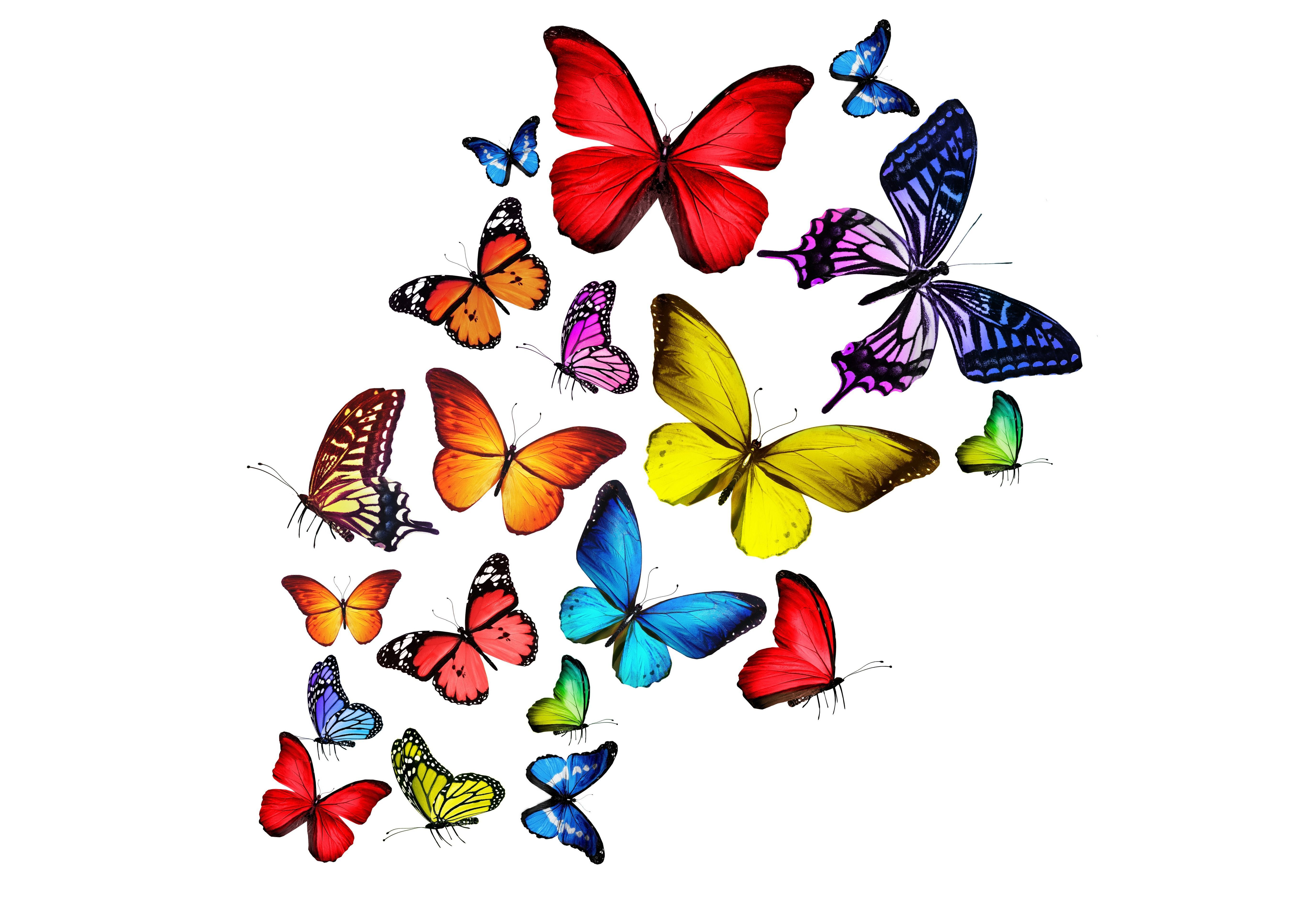 White Background Pink Butterfly Wallpaper