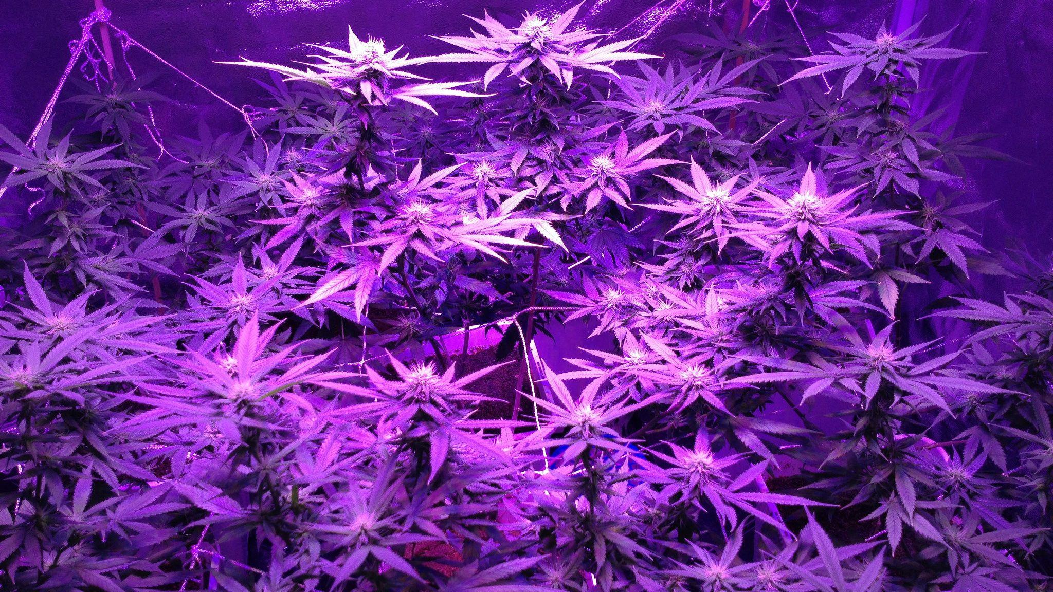 purple weed smoke