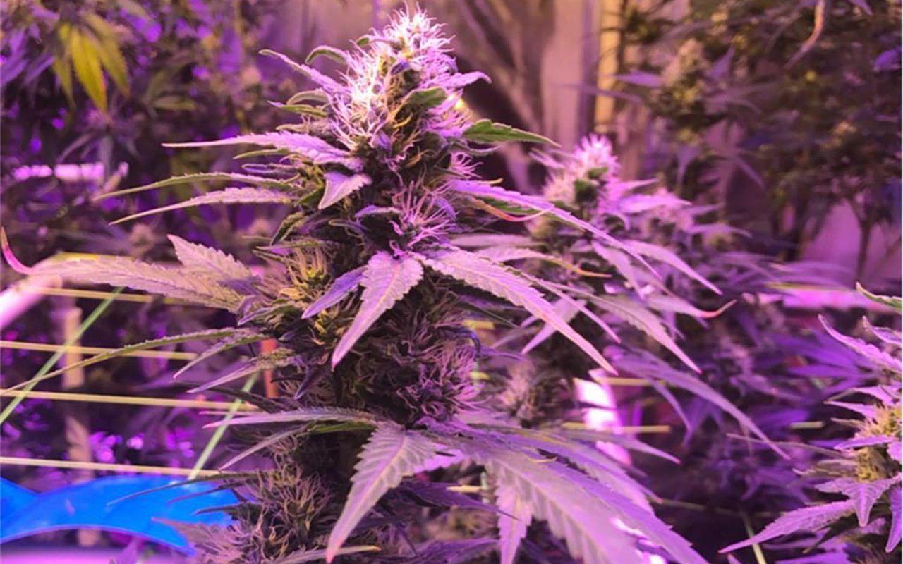 Tips for Growing Purple Kush Cannabis