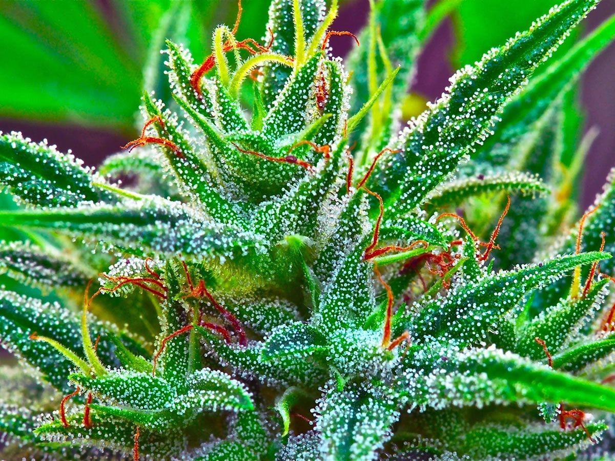 Marijuana Growers Use Potassium Silicate To Get More THC Trichomes