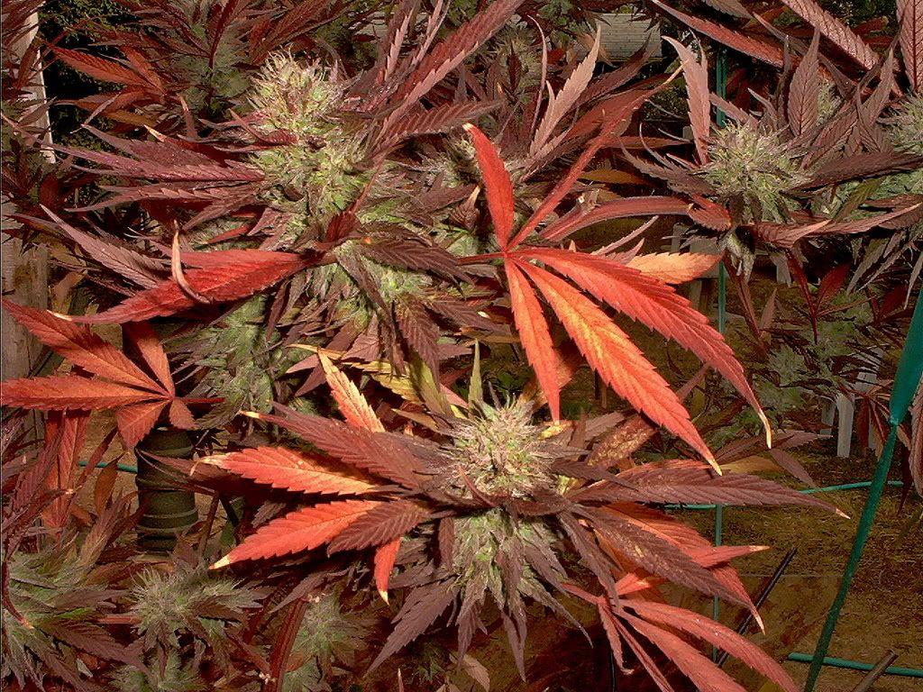 Tips on How to Grow the Purple Kush Plant. The Weed Street Journal