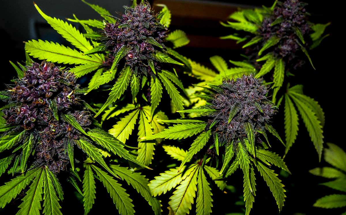 How to Grow Pink or Purple Cannabis Buds. Grow Weed Easy