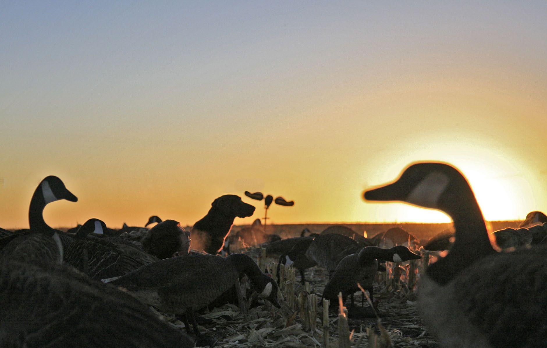 WATERFOWL Hunting, Duck and Goose hunting Photo