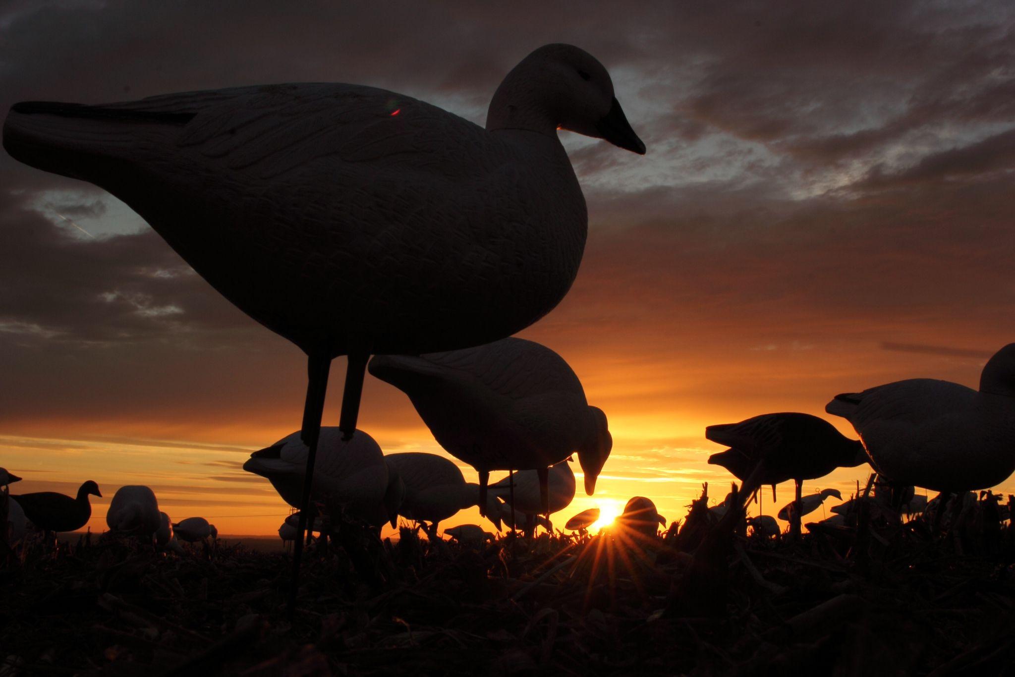 Hunting Snow Geese in Western New York. The krugerfarms.com Blog