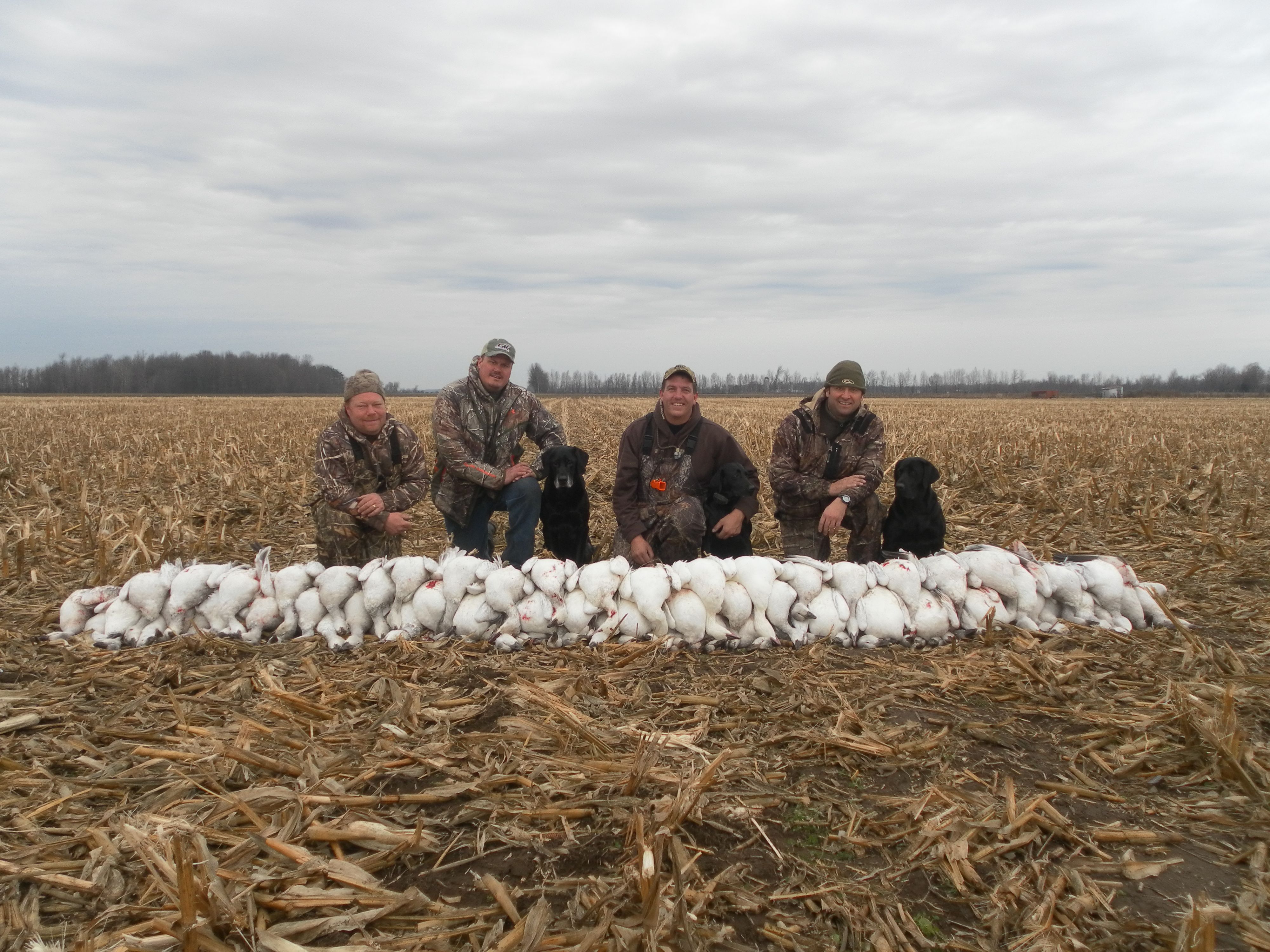 Snow Goose « St. Lawrence Outfitters