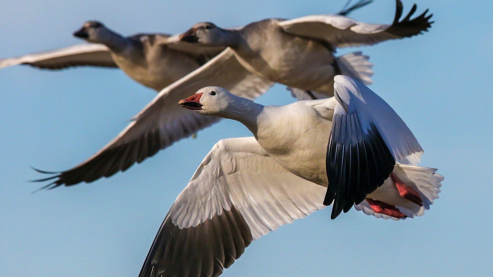 Geese Tag wallpaper: Bokeh Geese Birds Free Black And White Bird