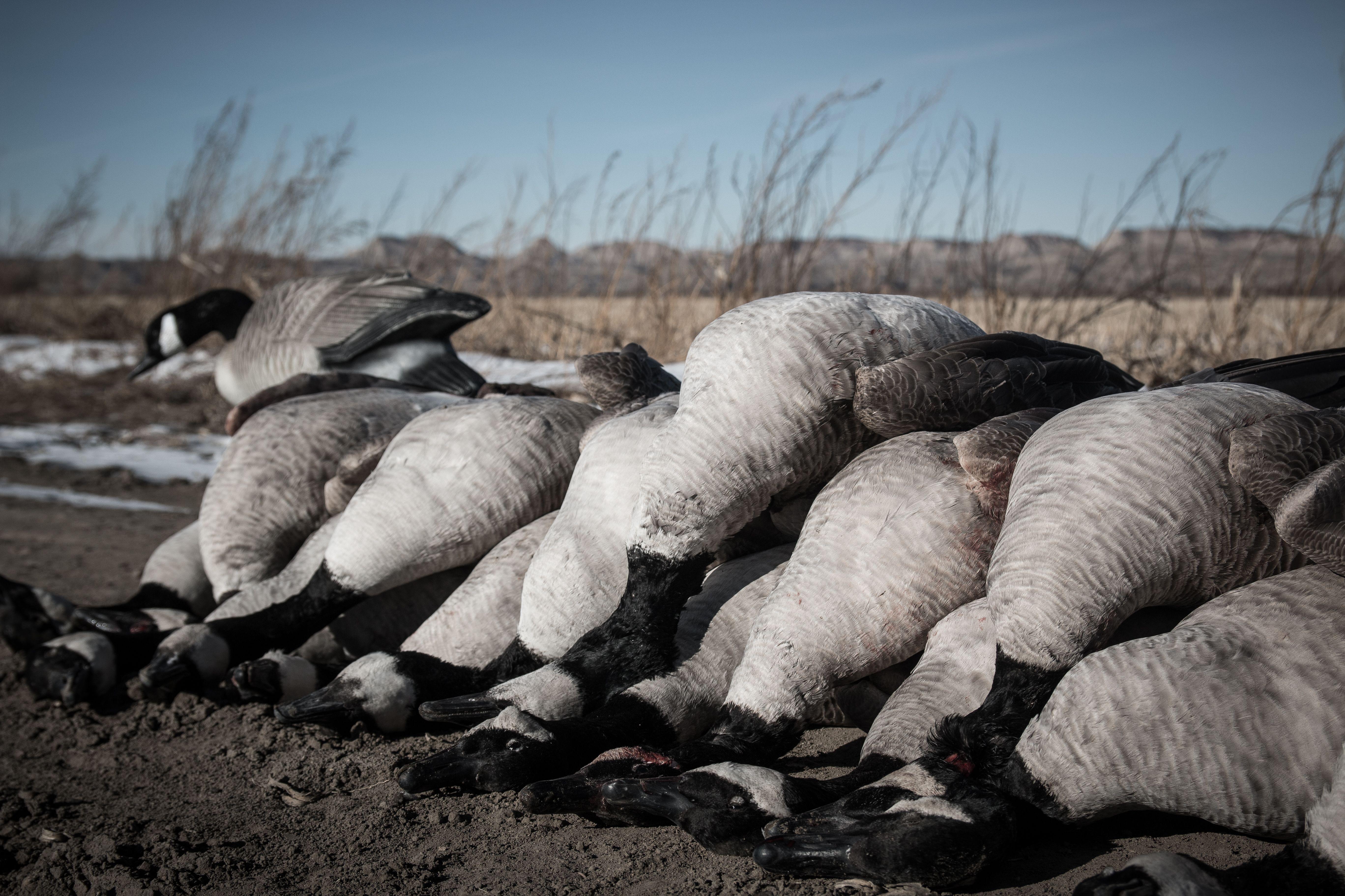Goose Hunting Videos