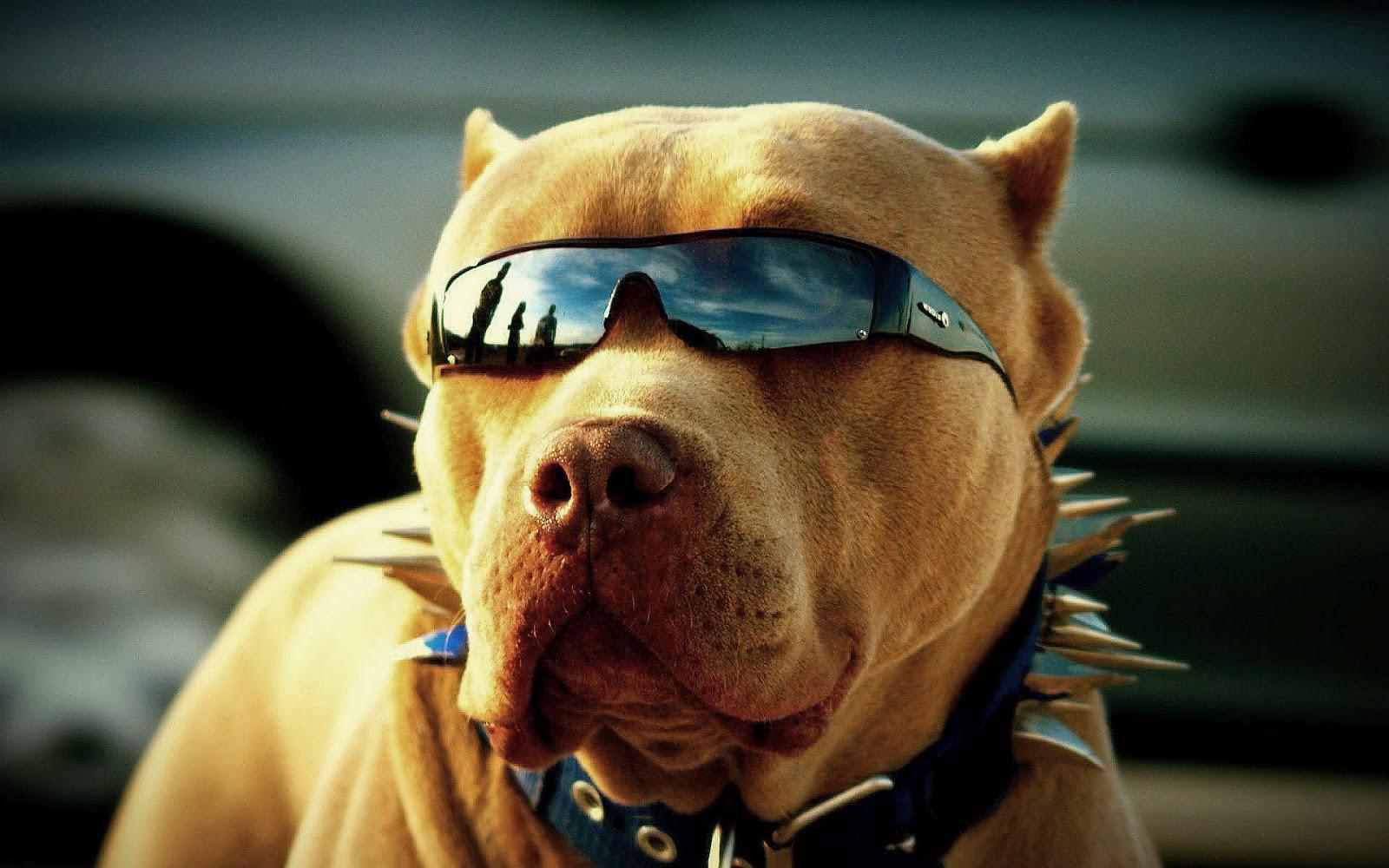 Pitbull Dogs Wallpaper