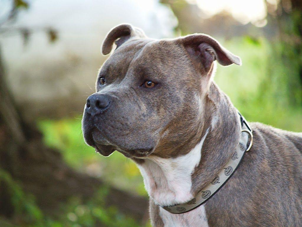 Popular Different Types of Pitbulls Breeds with Picture. Pitbull