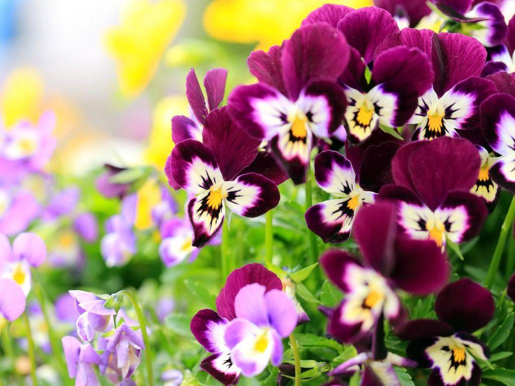 Pansy Flowers Wallpaper HD Picture