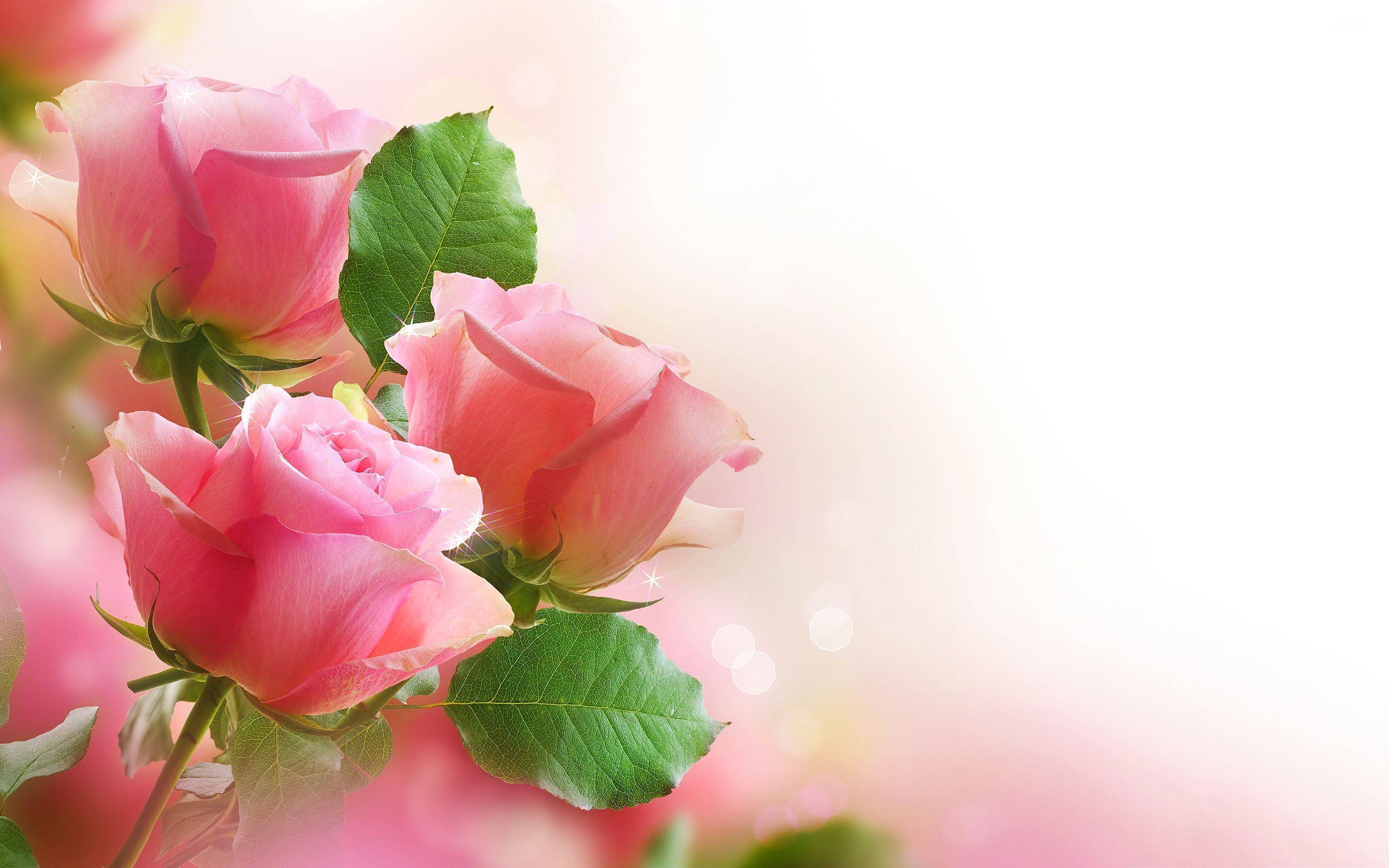 Hd Pink Rose Flowers Wallpaper Full Size Hire Background