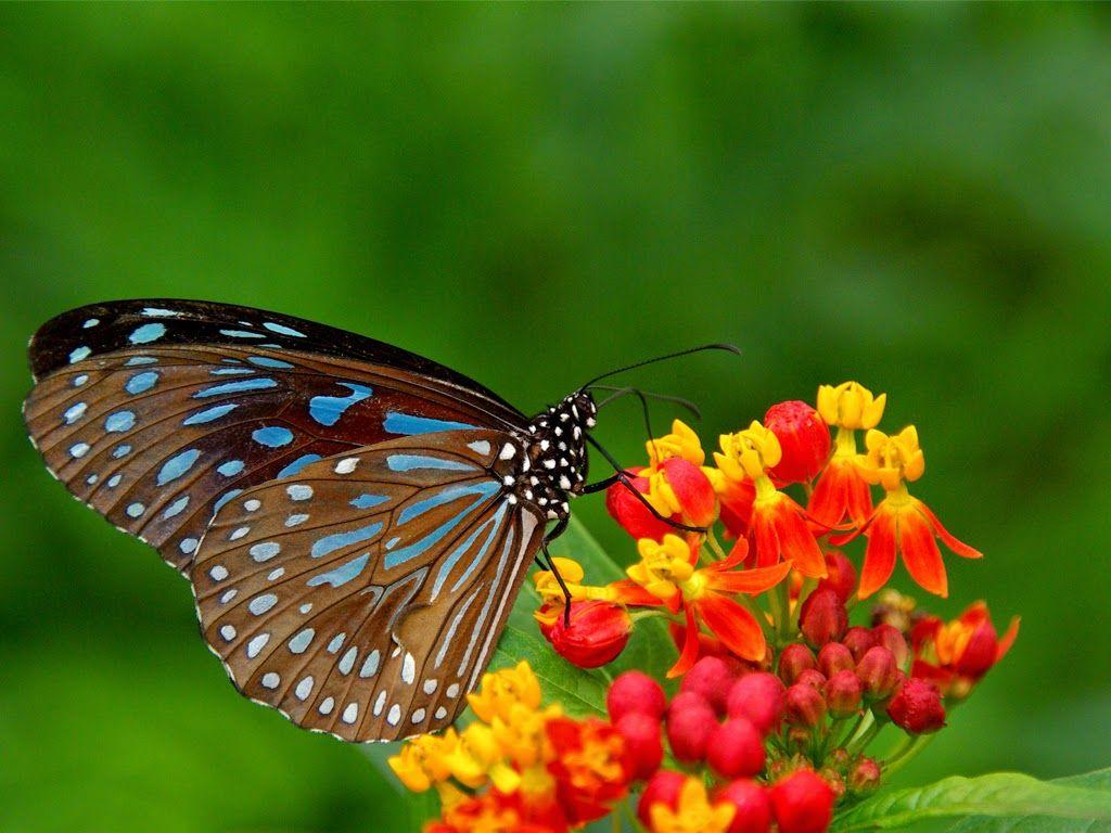 Yellow Flowers and Butterflies Free Wallpaper Desktop. Wallpaper