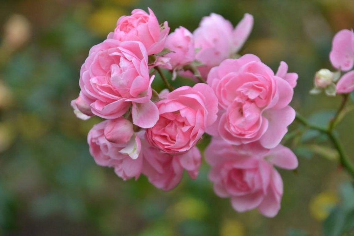 Natures Flowers Reflection Soft Roses Pink Flower Wallpaper Desktop