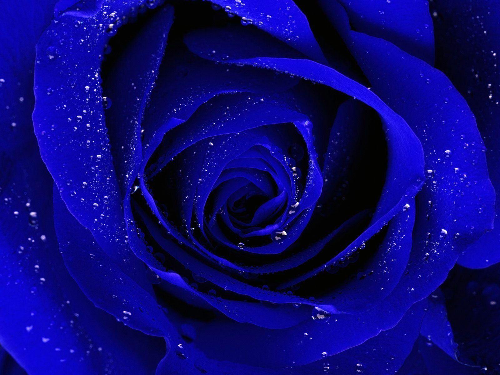 Blue rose HD Blue rose wallpaper for desktop and mobile