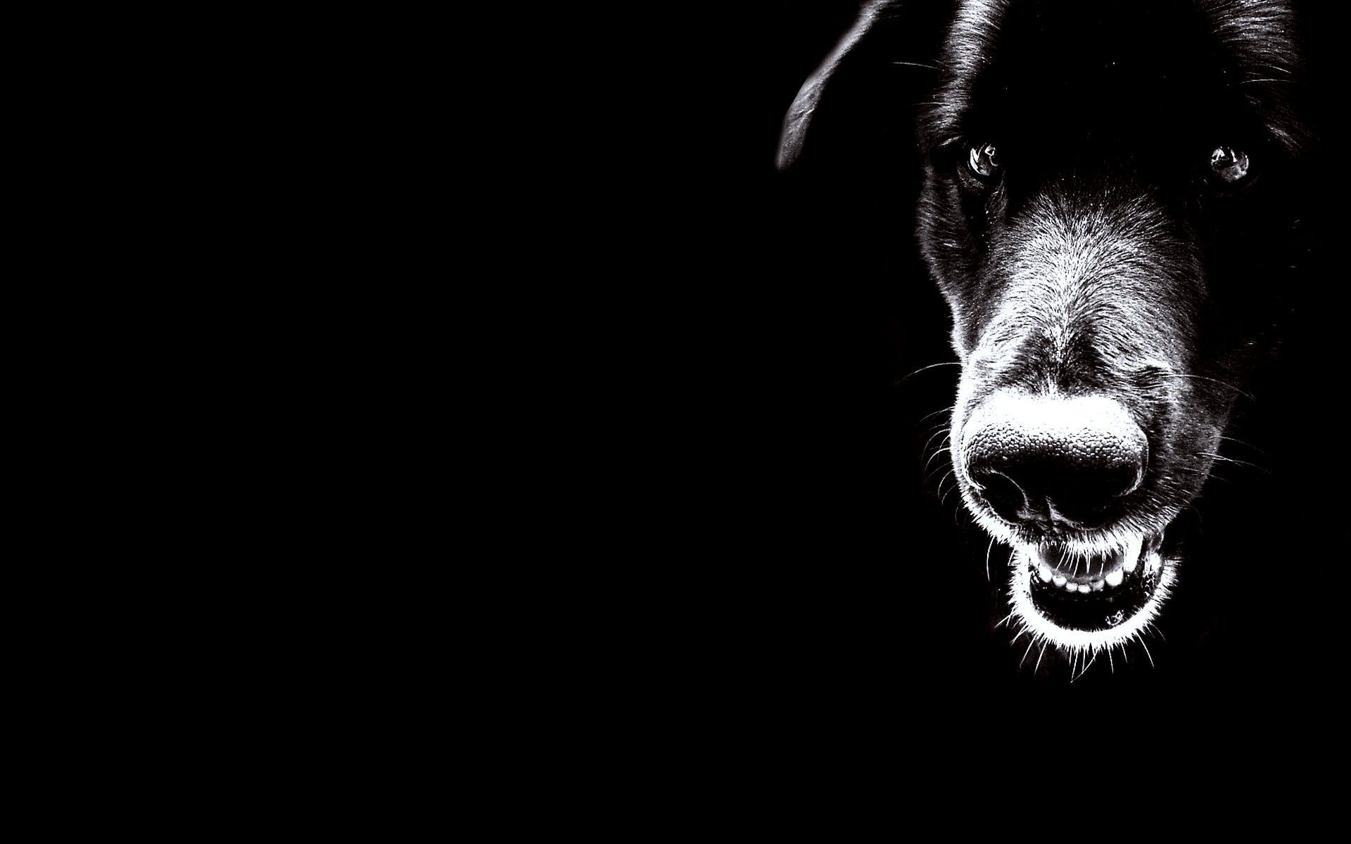 Black Dog Crazy Wallpaper HD / Desktop and Mobile Background