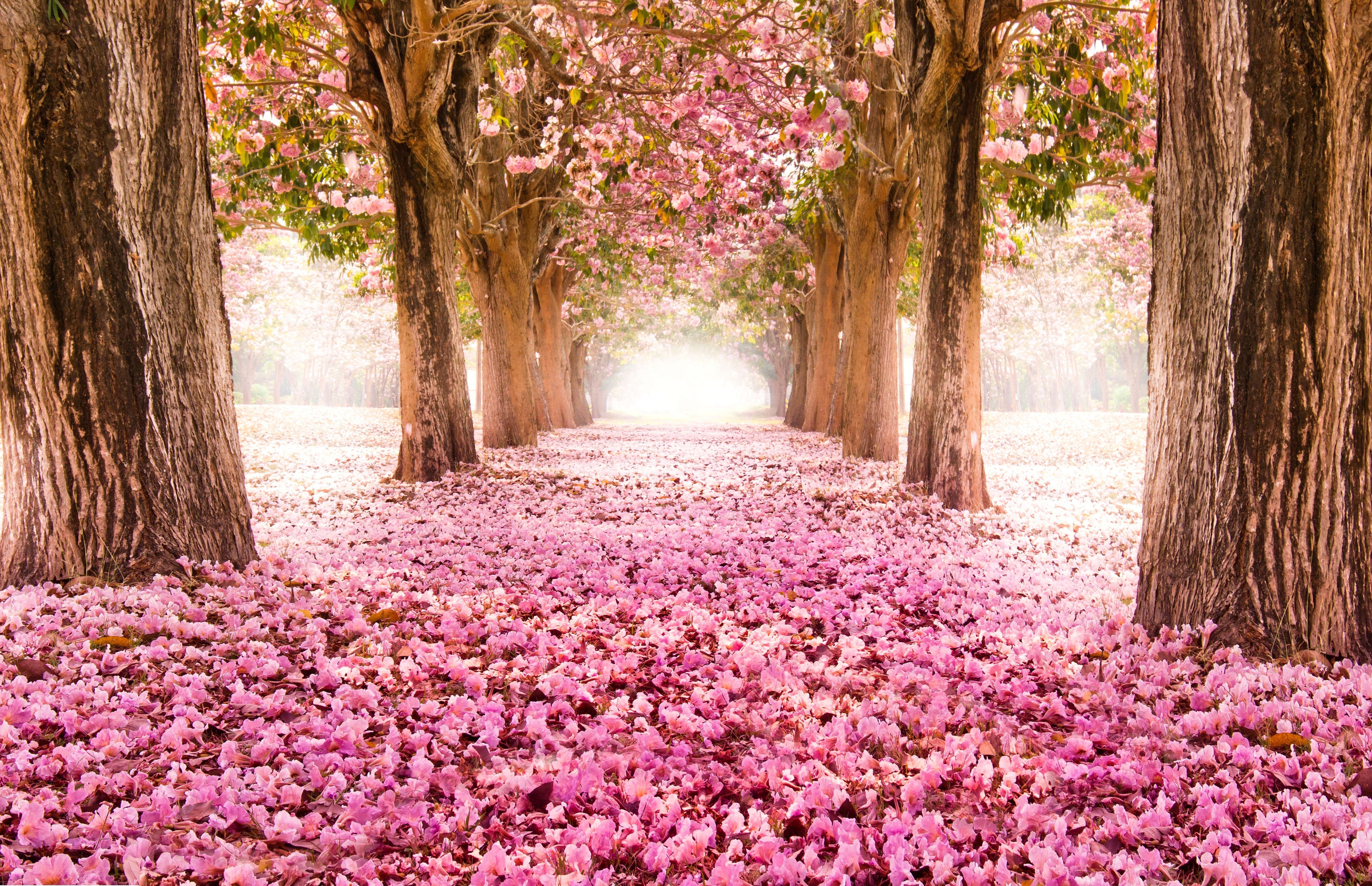 Spring HD Wallpaper and Background Image