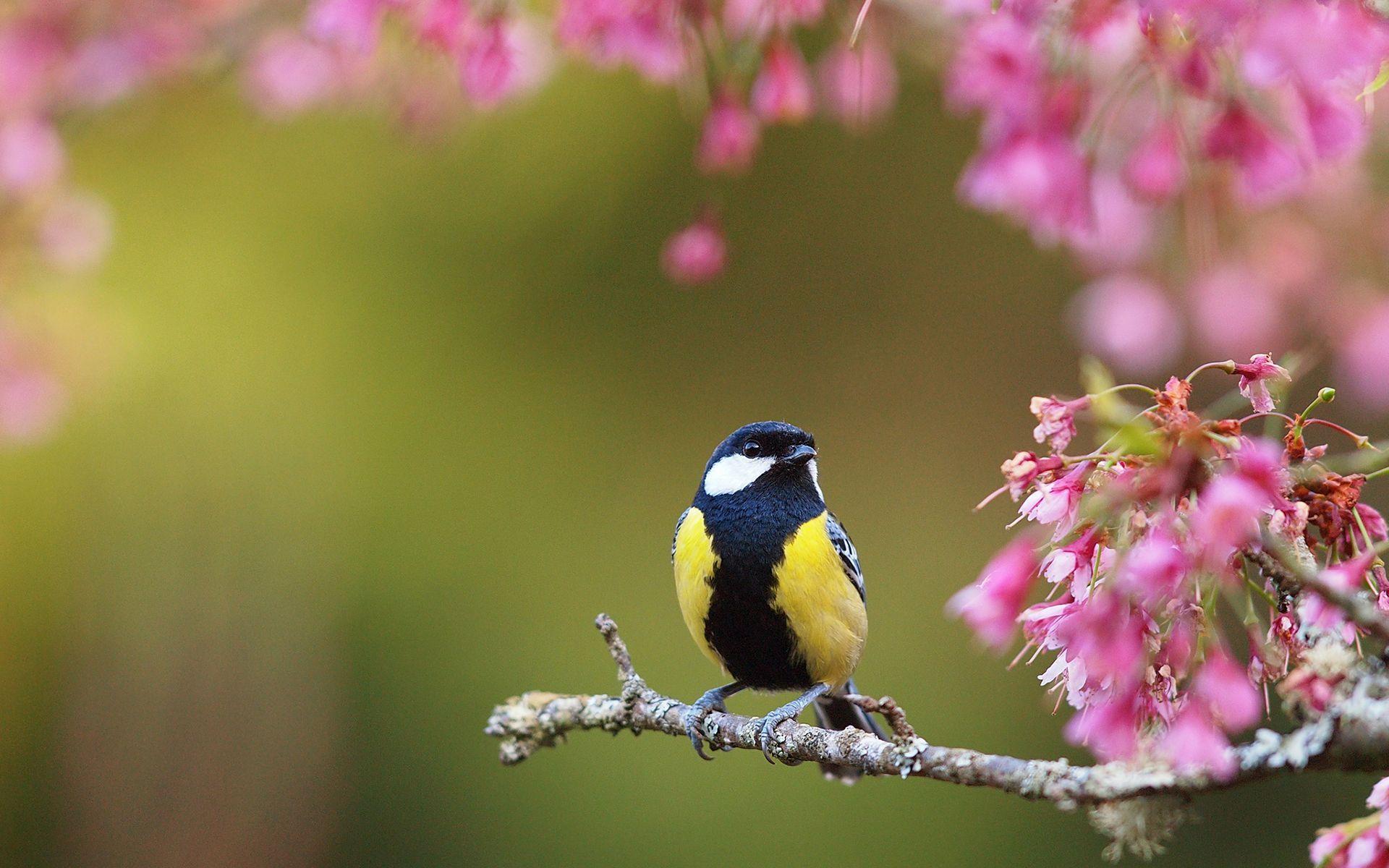 Bird Spring 1.920×1.200 Pixels. Spring Flowers Wallpaper, Spring Wallpaper, Spring Flowers Image