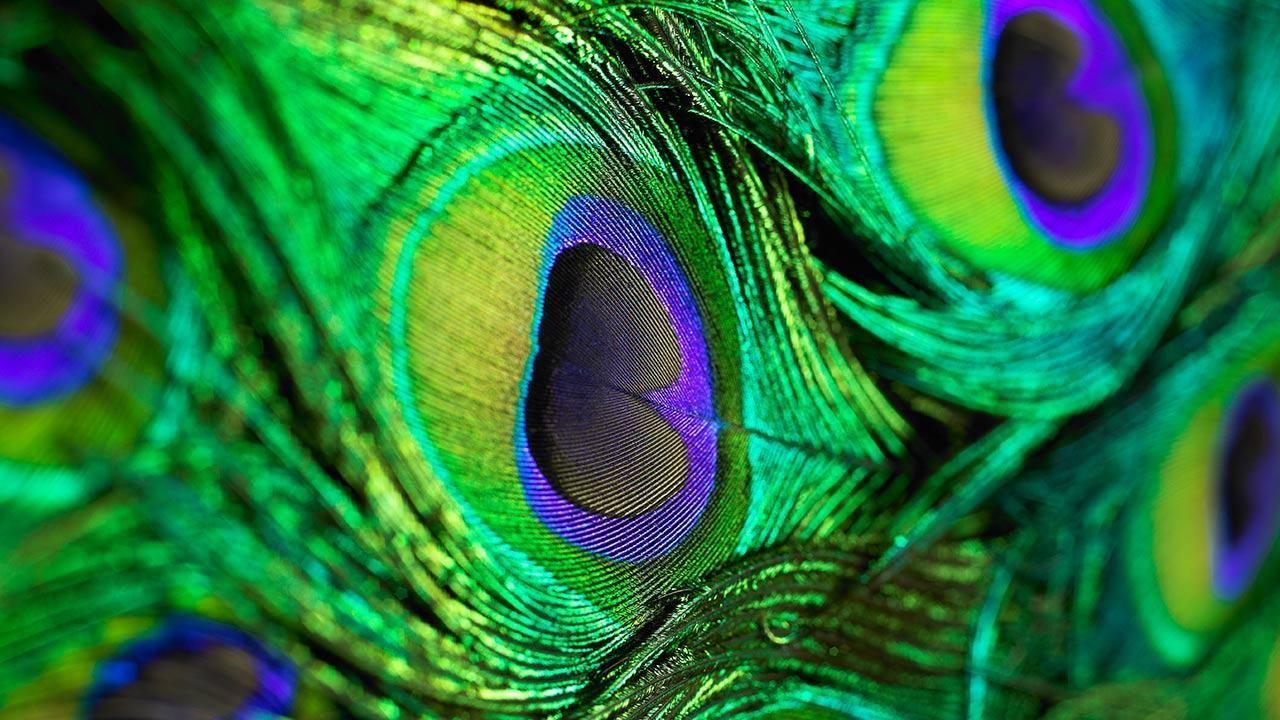 Peacock Wallpaper 25 Wallpaper Collection. feathers