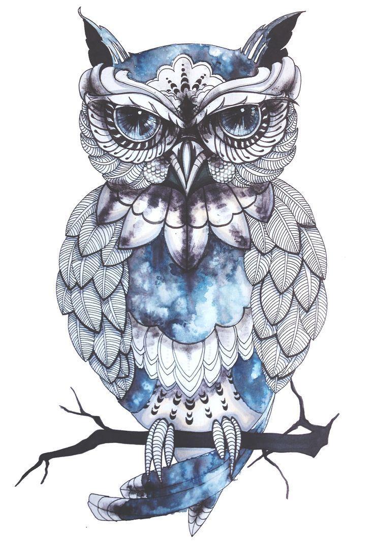tumblr transparent owl zoeken. Chouettes