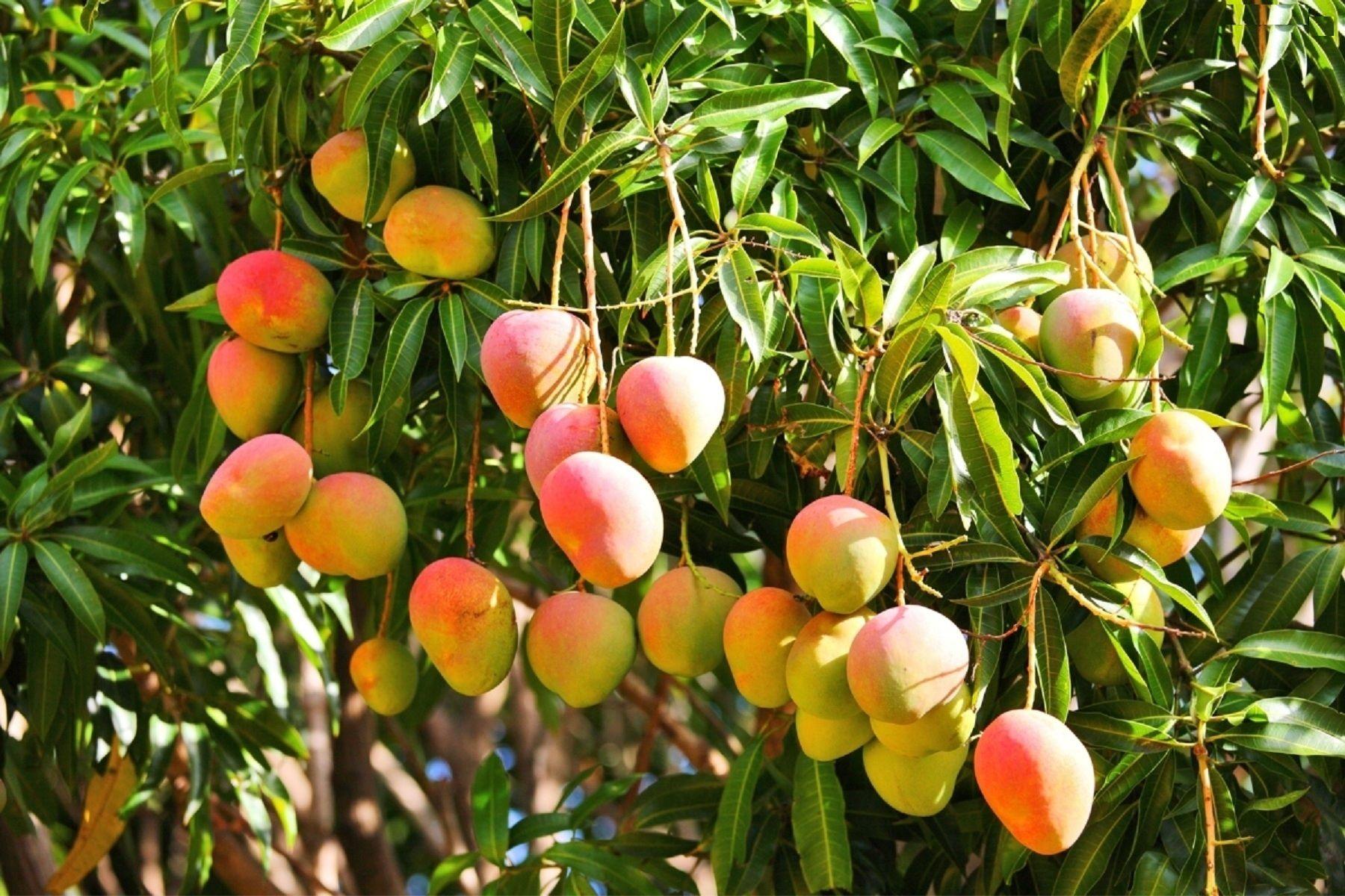 Mango Tree HD Wallpaper