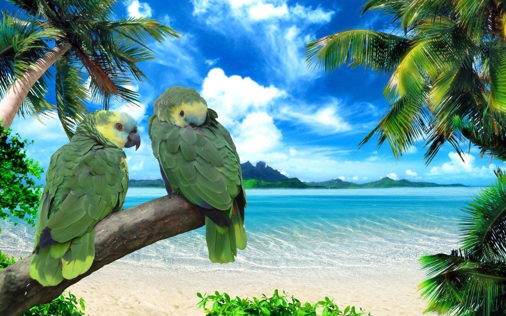 Exotic Birds Wallpaper, Awesome Exotic Birds Picture
