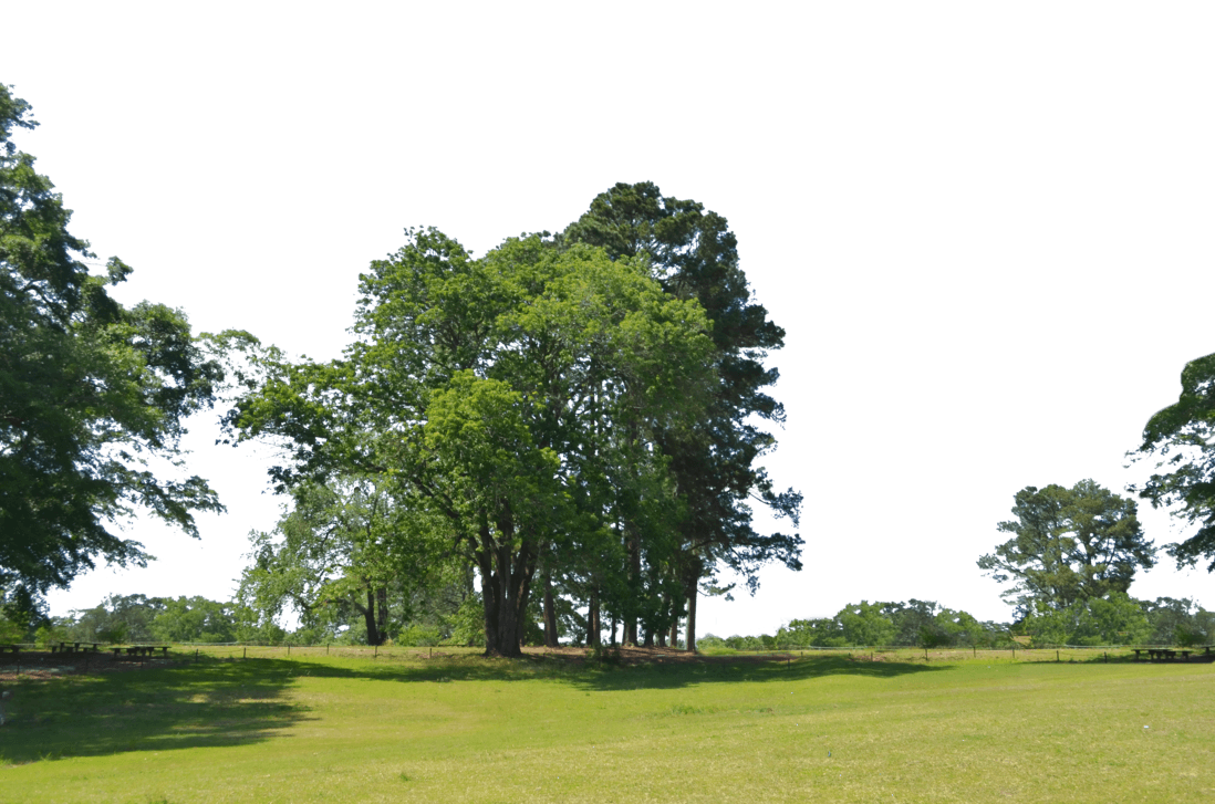 Download Park Backgrounds - Wallpaper Cave