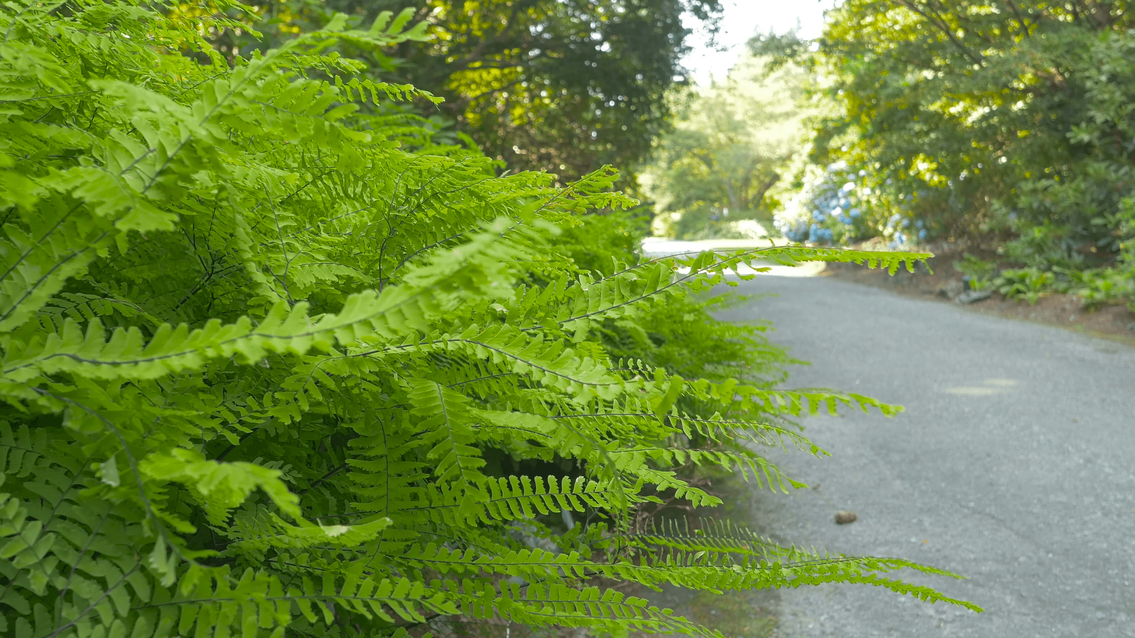 Beautiful Green Bush Close Up With Blur Pathway Park Background