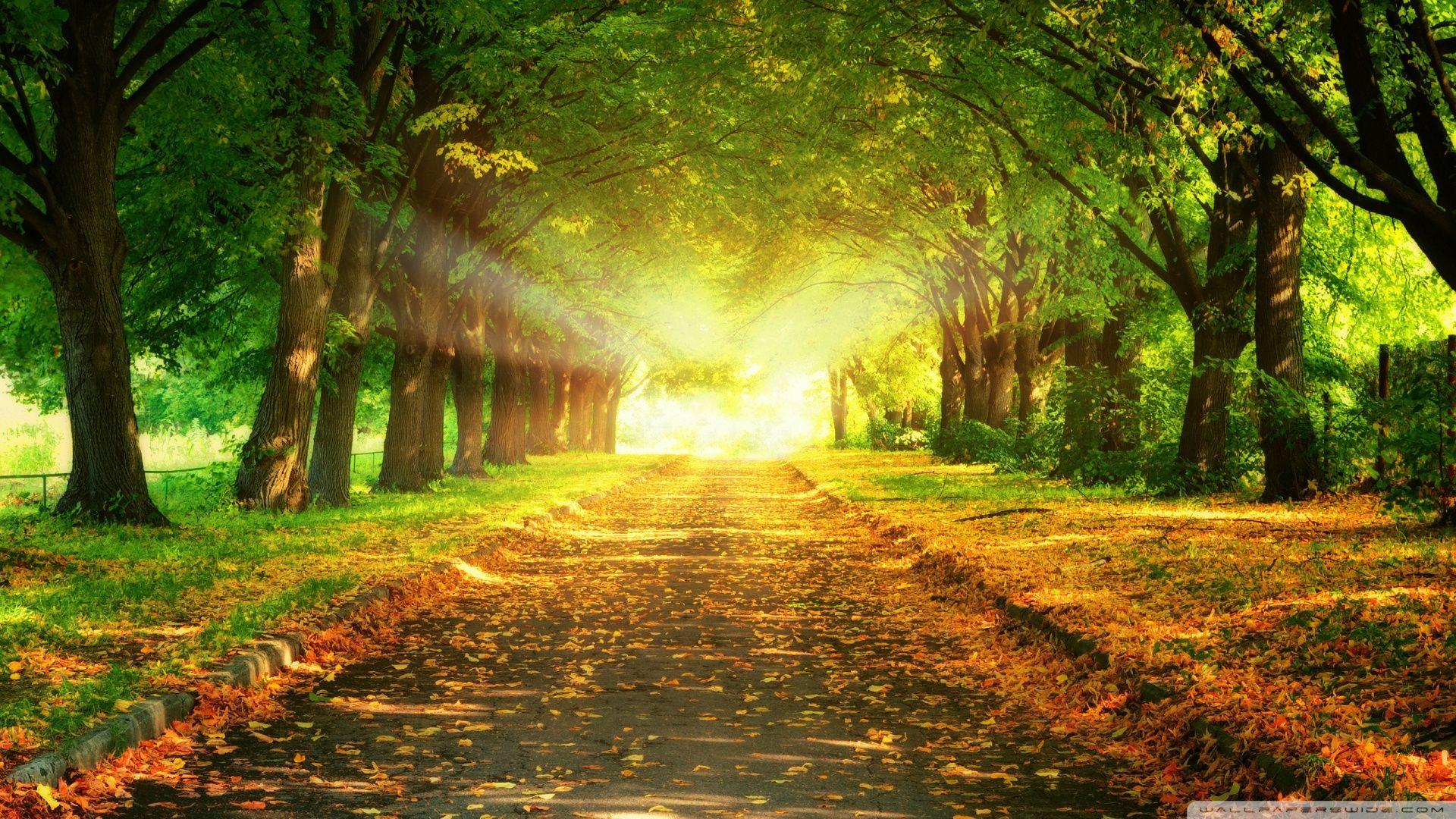 Park Road ❤ 4K HD Desktop Wallpaper for • Wide & Ultra Widescreen