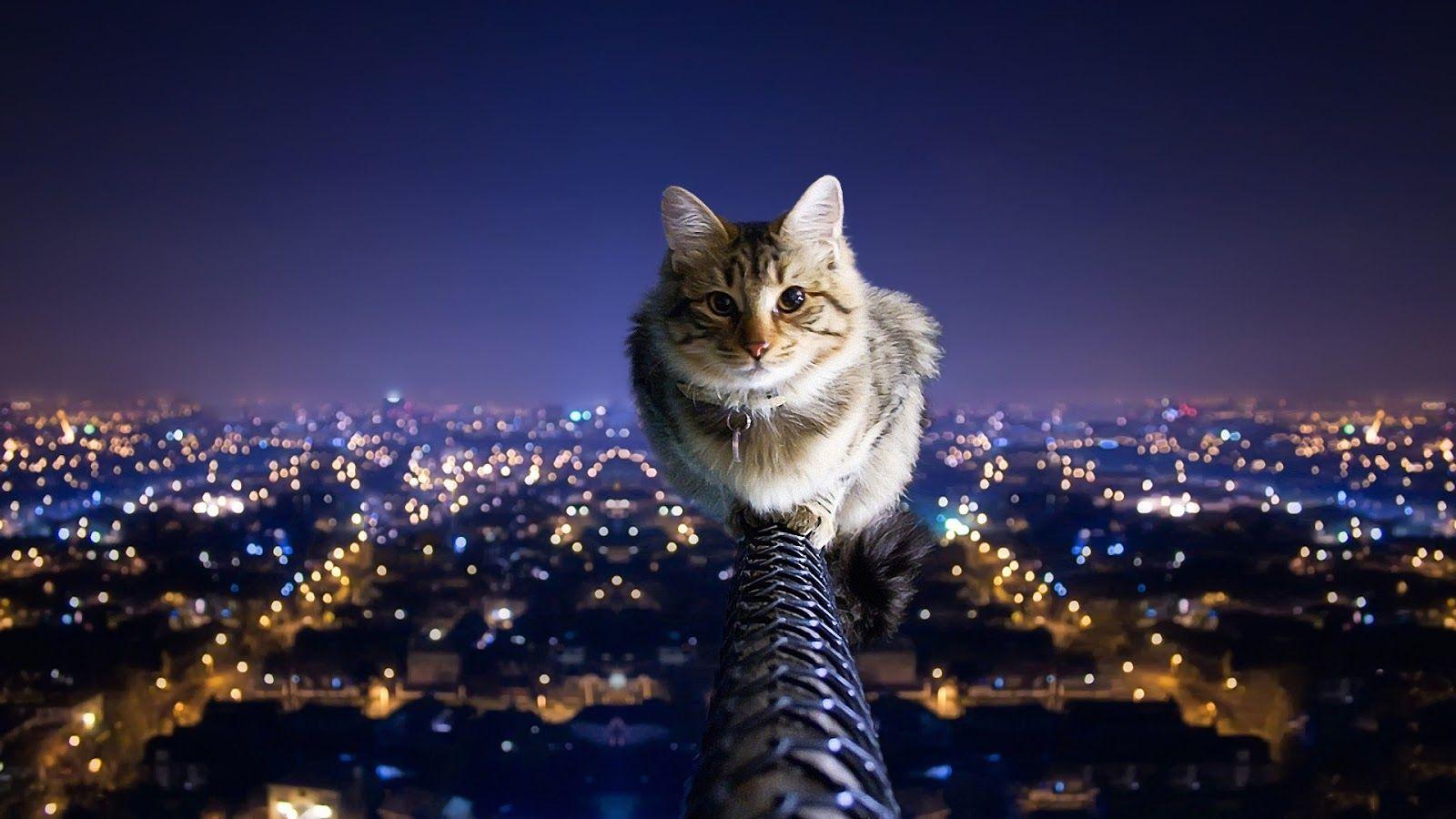 Free Cat Wallpapers High Definition " Long Wallpapers.