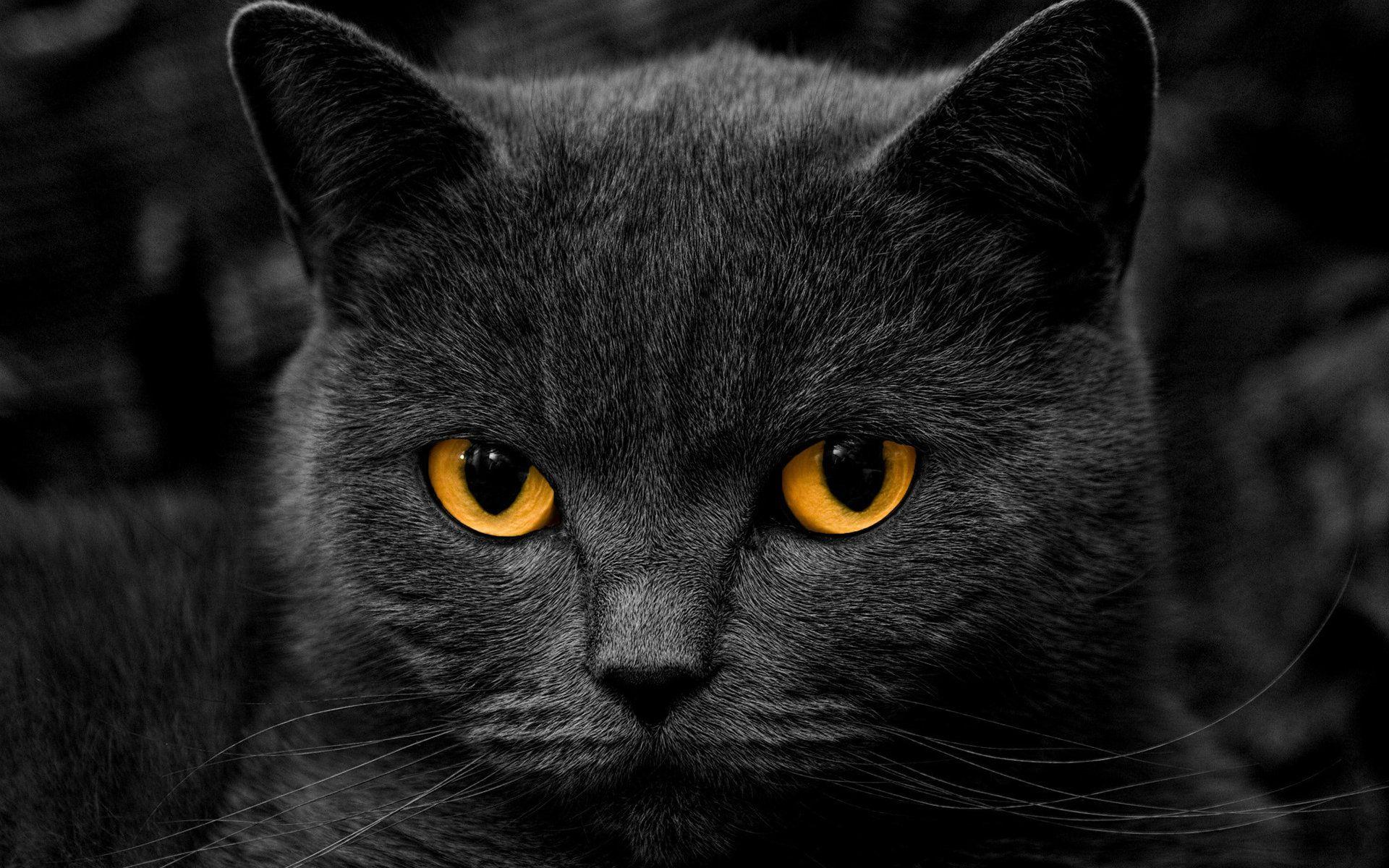 Black Cat Full HD 1080p Wallpaper