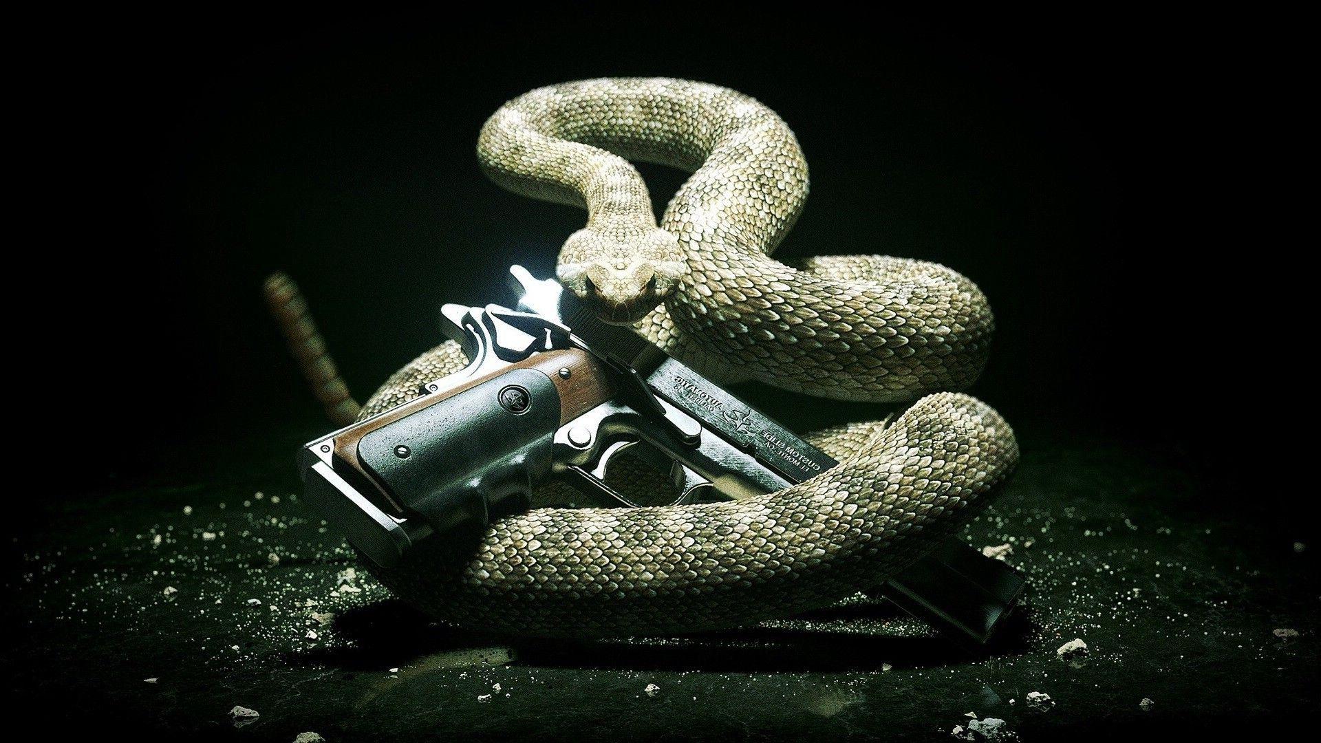 animals, Snake, Gun Wallpaper HD / Desktop and Mobile