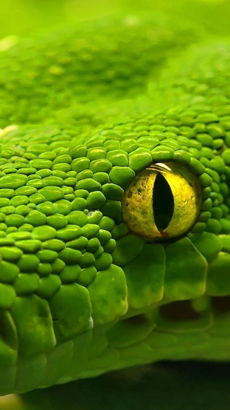 Green Snake Eyes iPhone 6 Wallpaper 6s Wallpaper