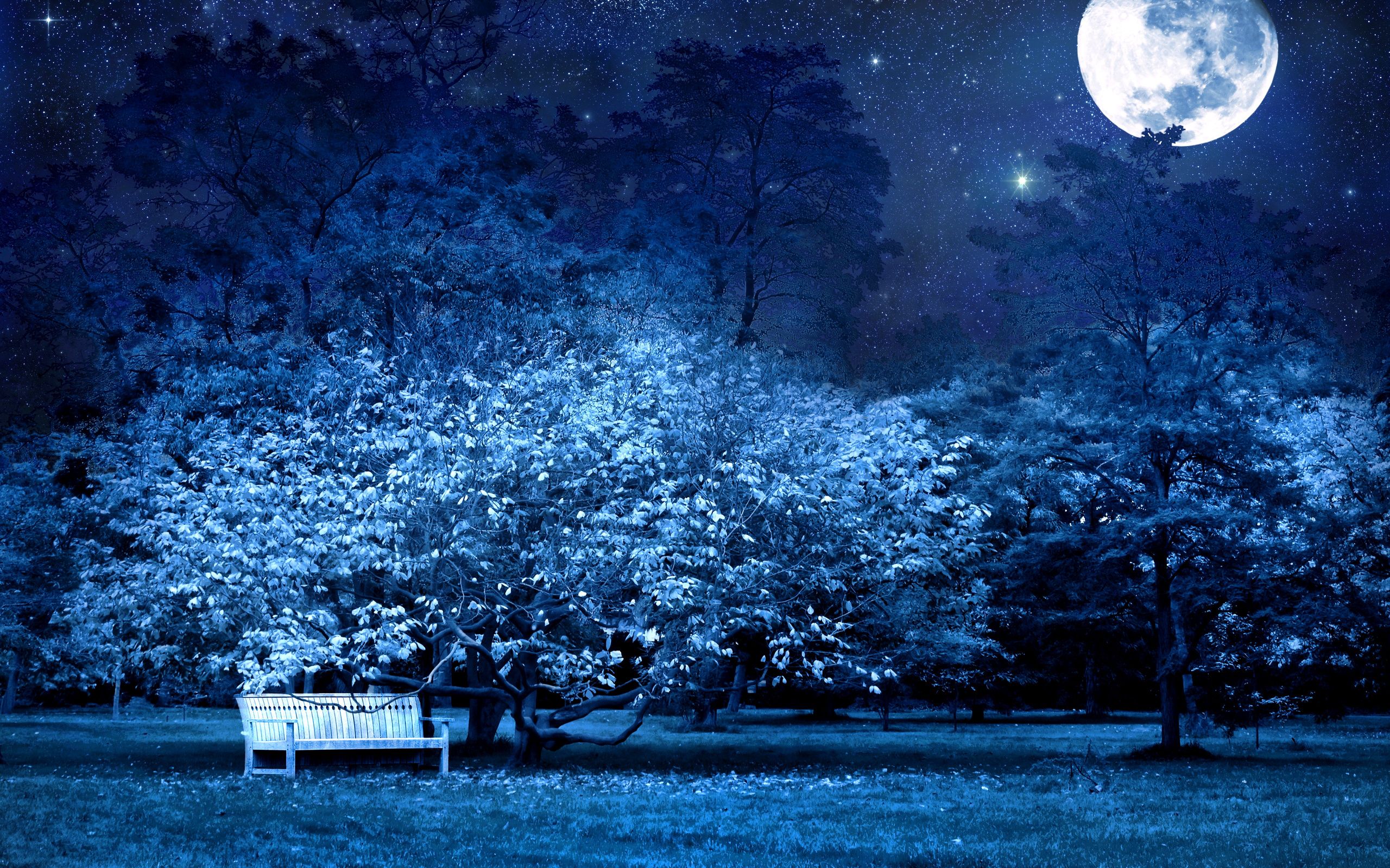 Wallpaper nature, park, night, moon, tree, bench, secret. HD