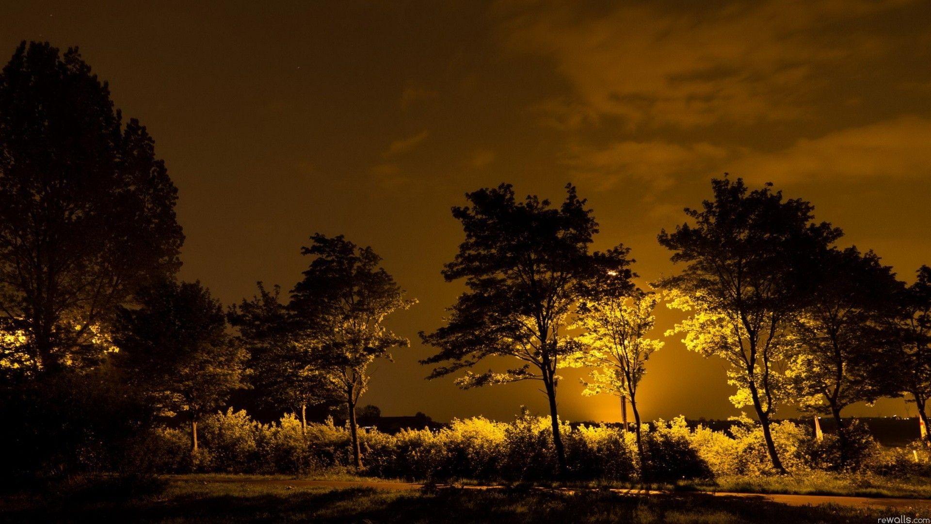 Light nature night trees wallpaper. PC