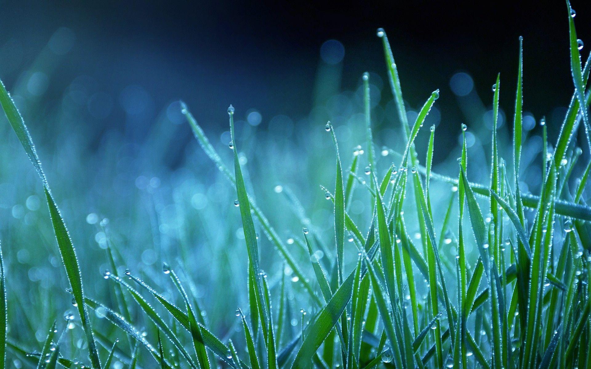 Beautiful Nature Night Grass Wallpaper