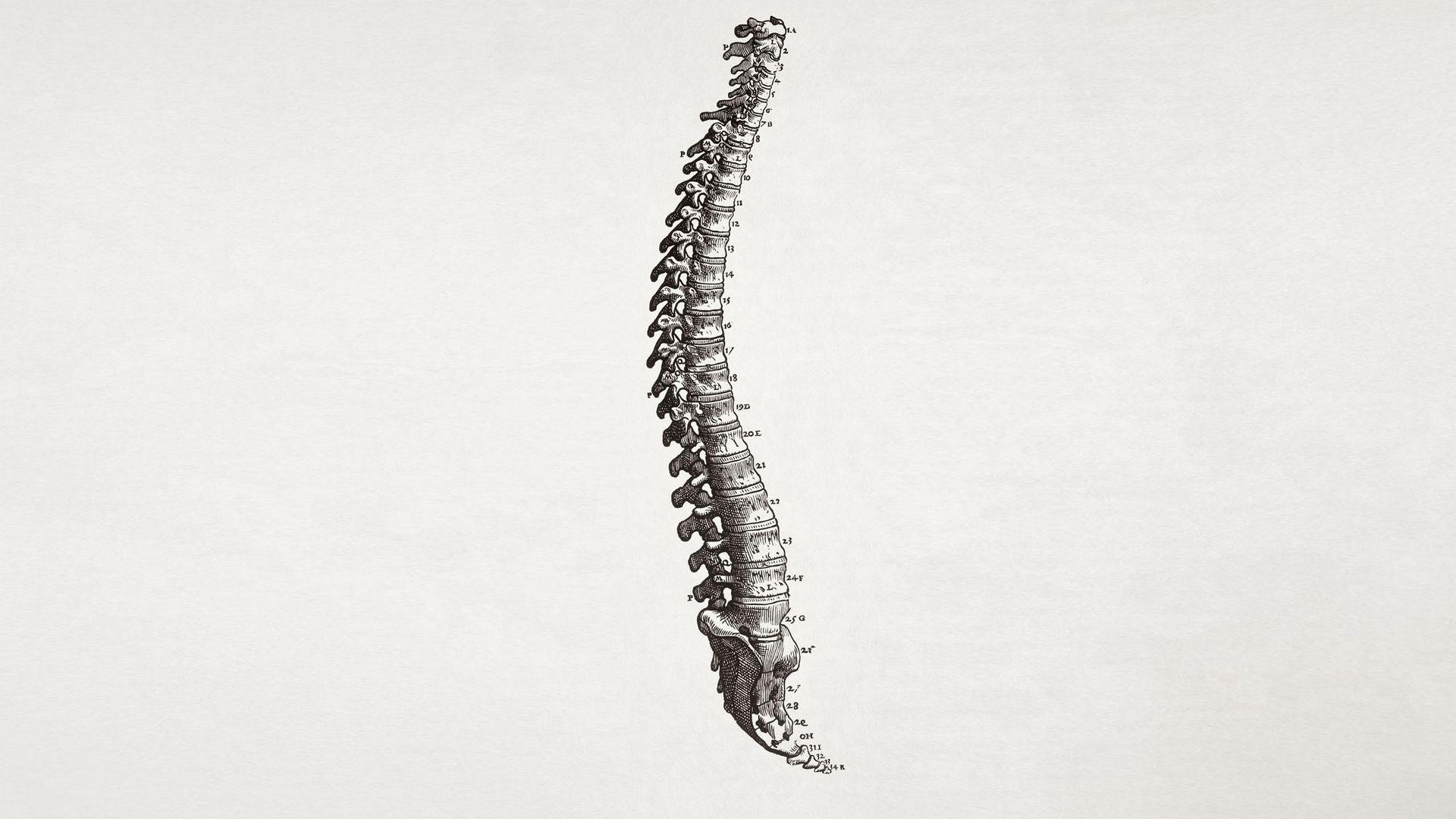 Download wallpaper 1920x1080 spine, bone, figures full hd, hdtv, fhd