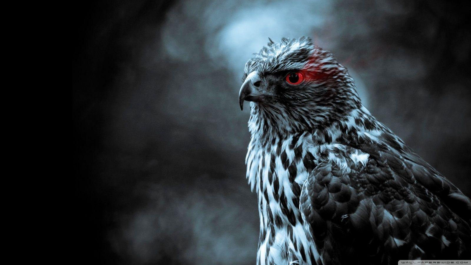 Eagle Eye ❤ 4K HD Desktop Wallpaper for 4K Ultra HD TV • Wide