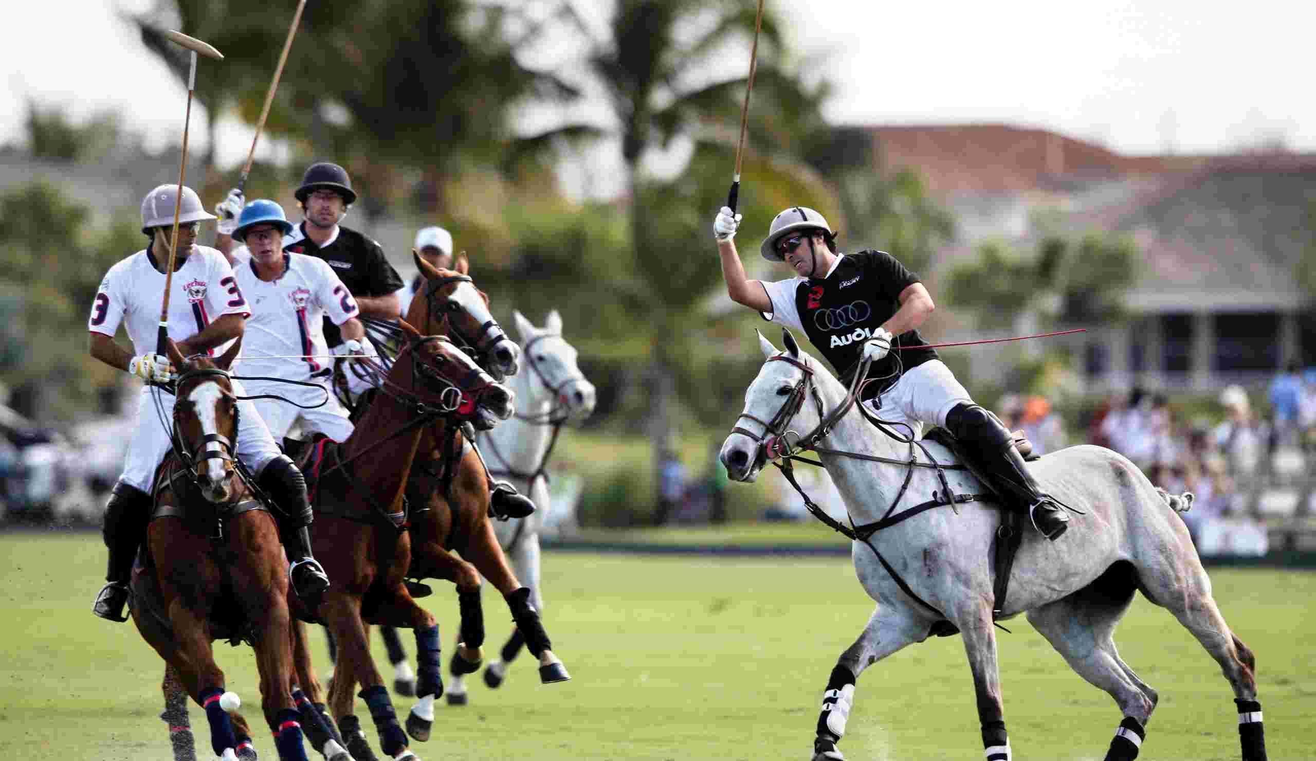 Polo Horse Wallpaper Wallpaper and Background