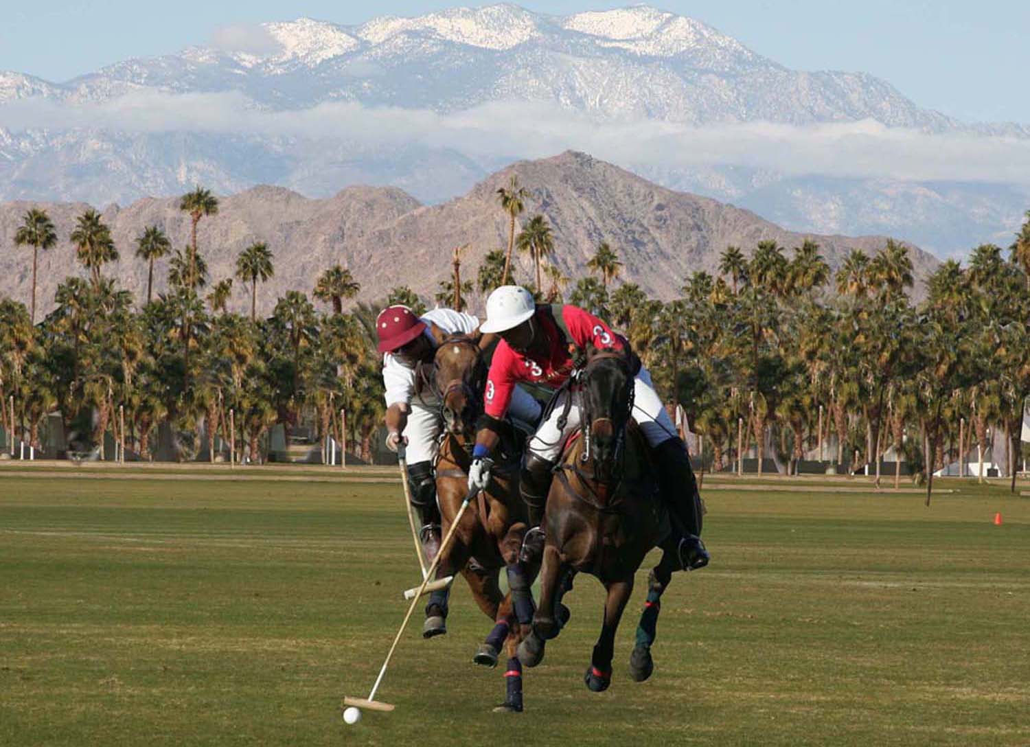 Bolet Wallpaper: Polo Game and Beautiful horses