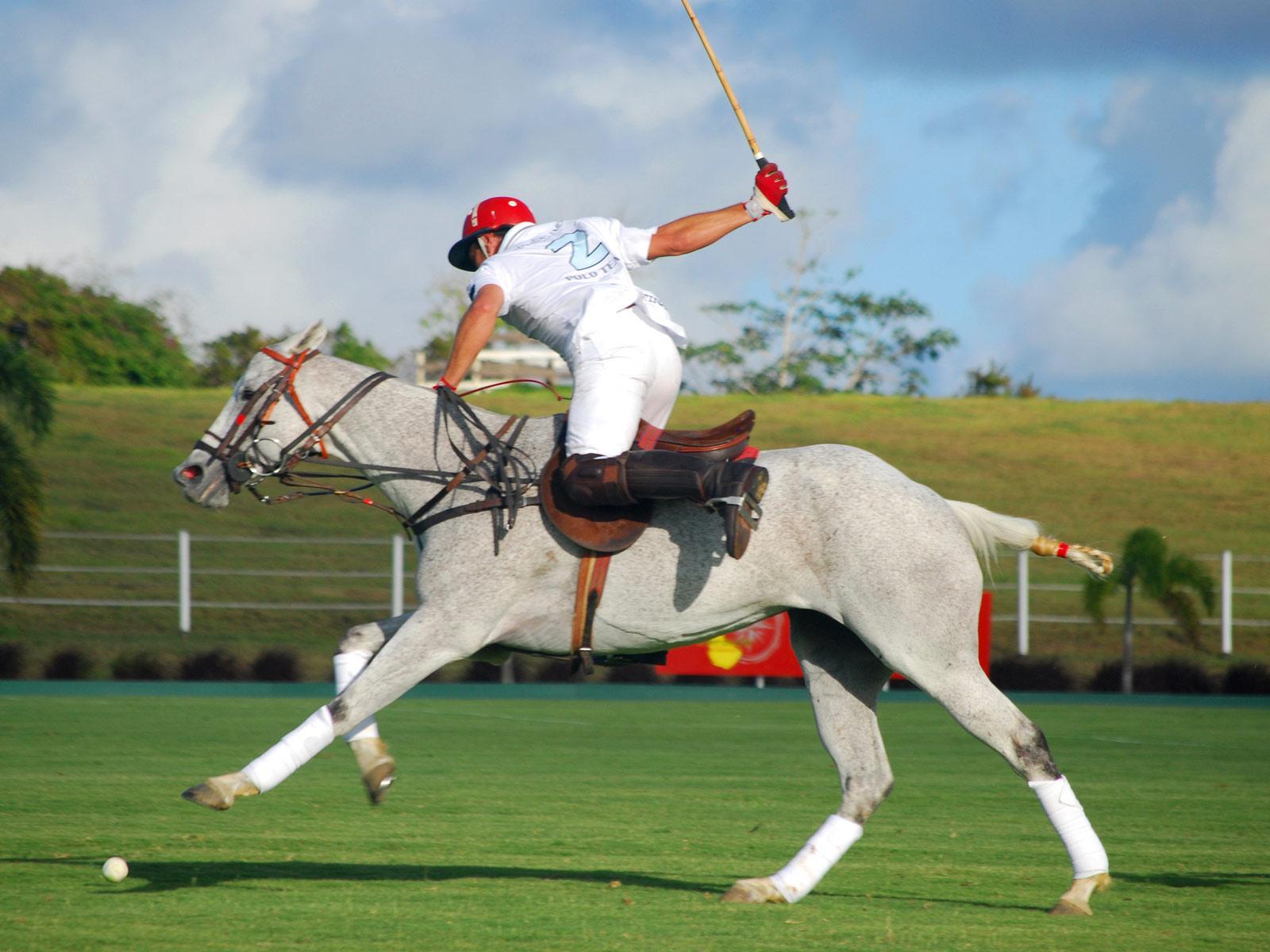 Horse Polo